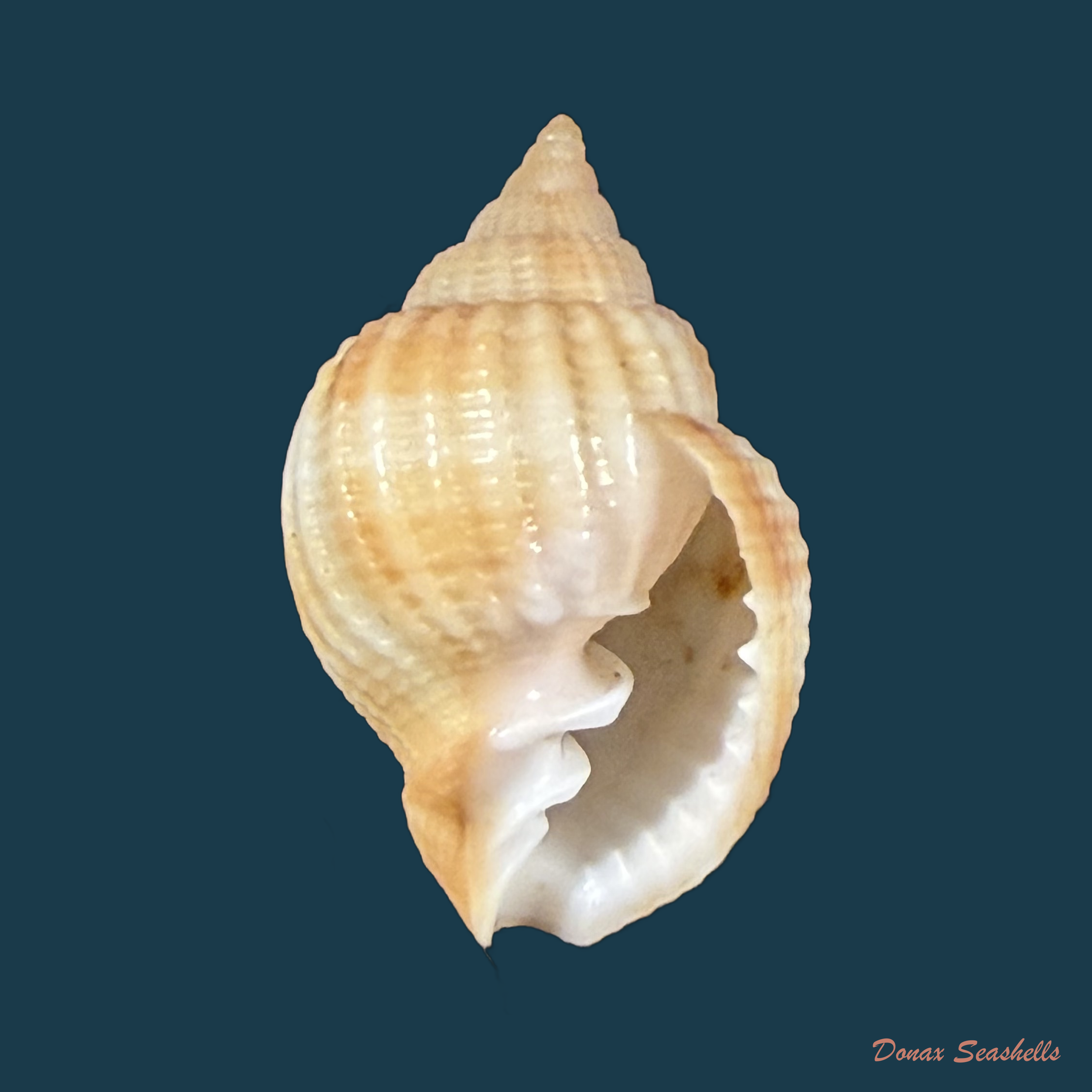 Cancellaria obesa G. B. Sowerby I, 1832 - 21,4mm