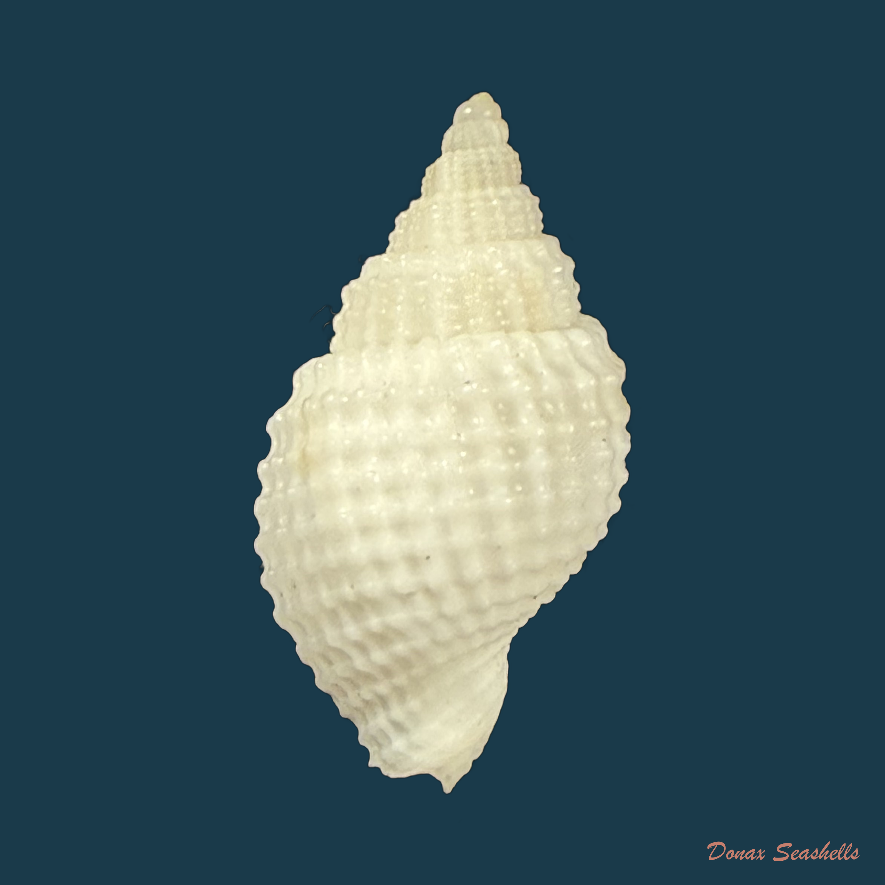 Cancellaria albida Hinds, 1843 - 22,1mm