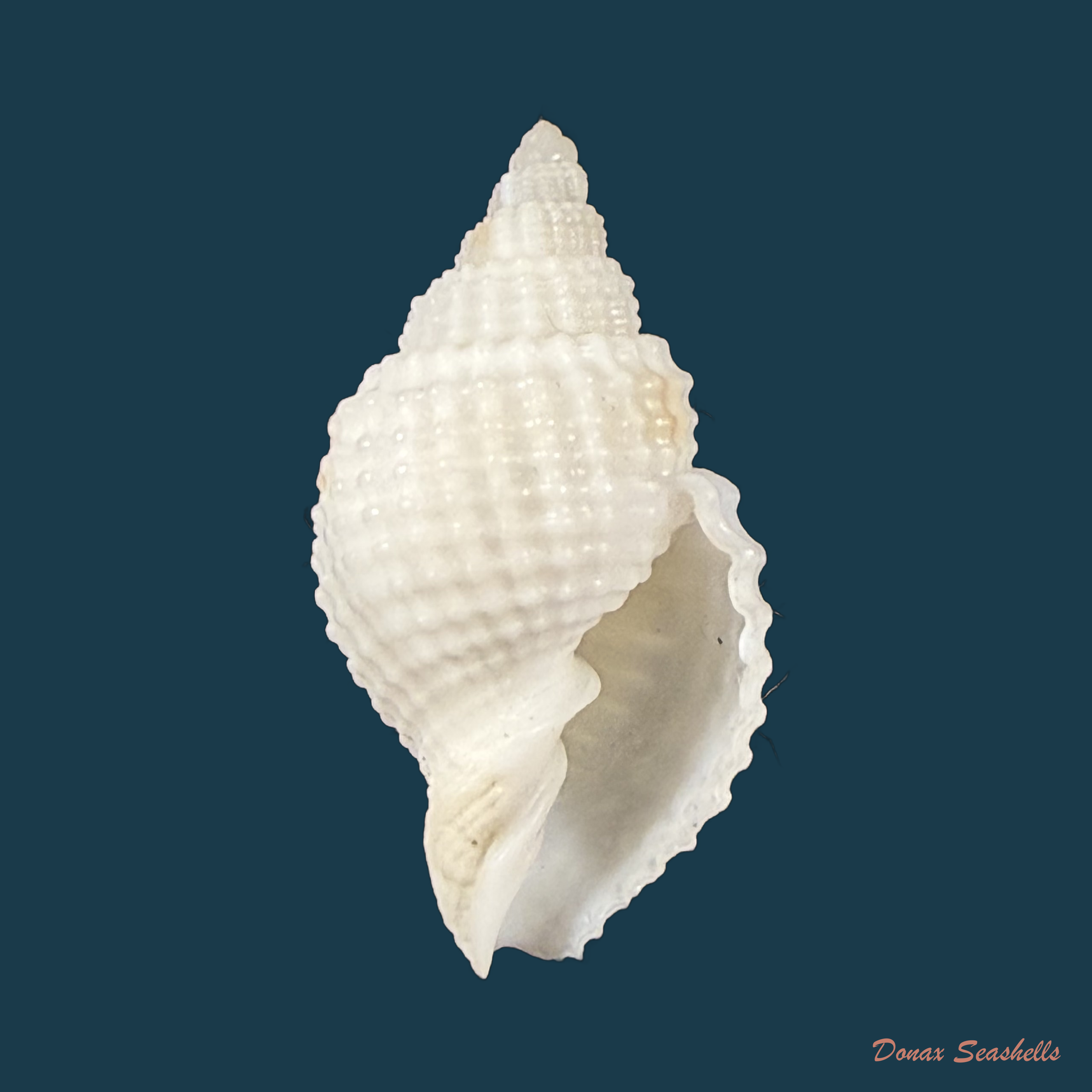 Cancellaria albida Hinds, 1843 - 22,1mm