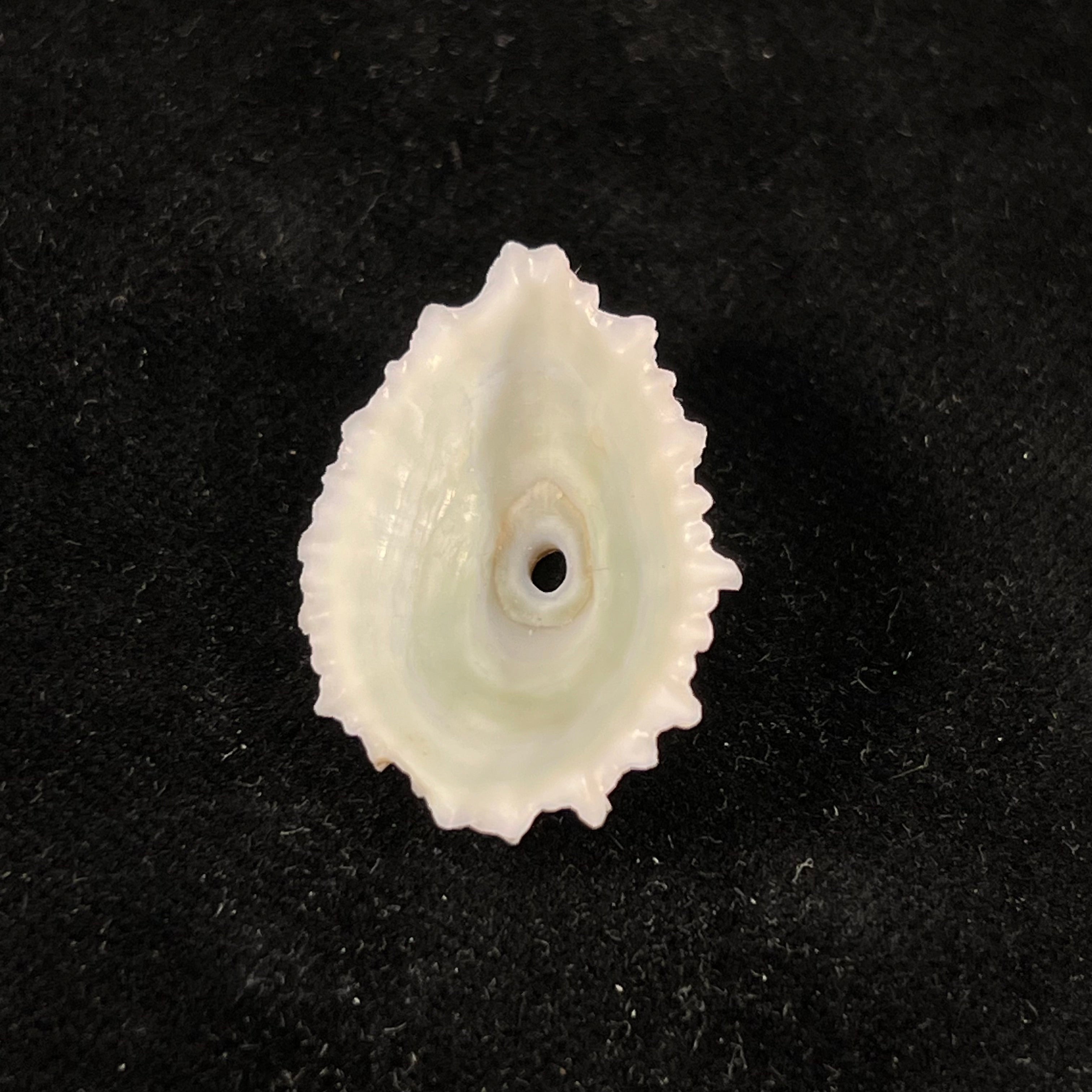 Fissurella barbadensis (Gmelin, 1791) - 29,5mm