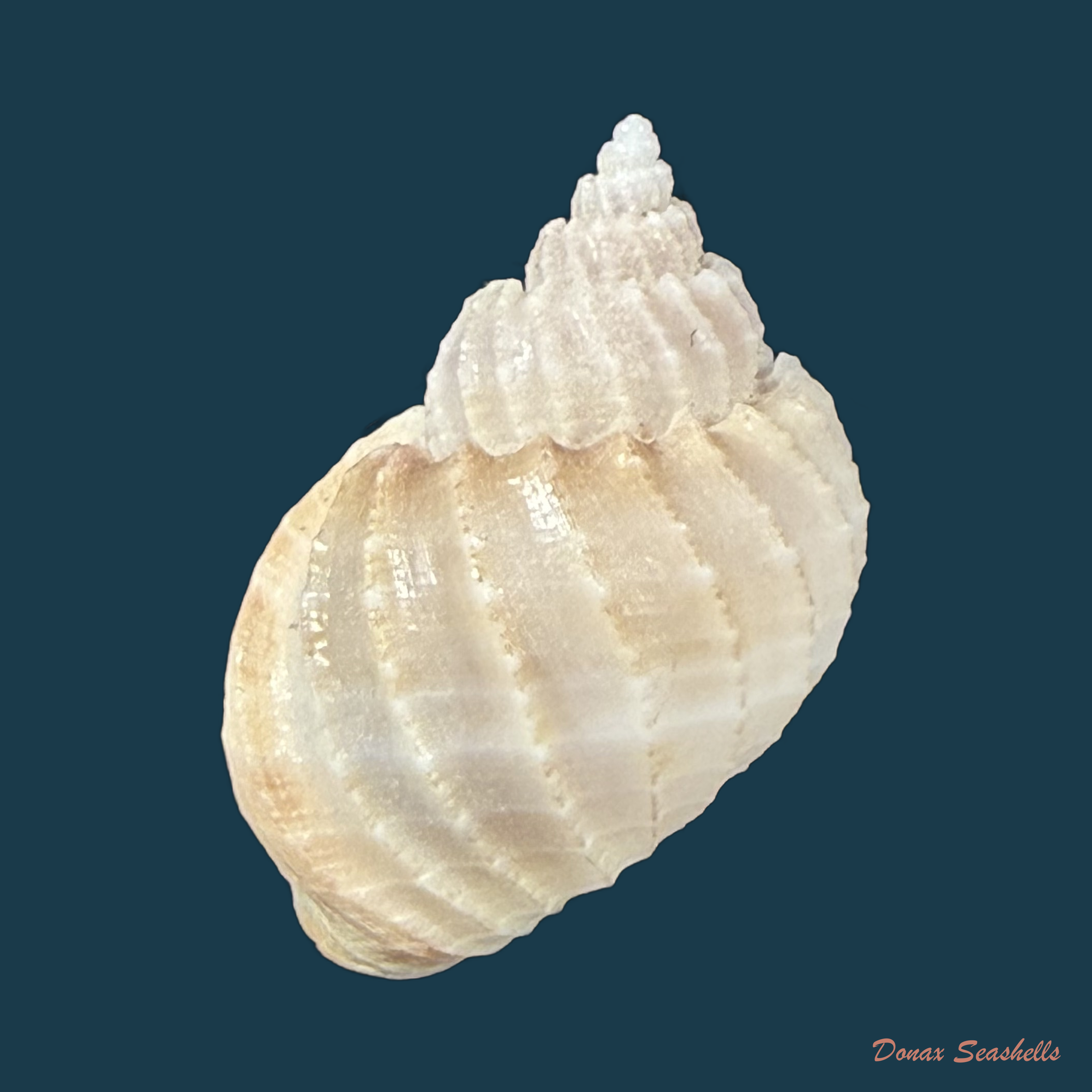 Scalptia obliquata (Lamarck, 1822) - 19mm