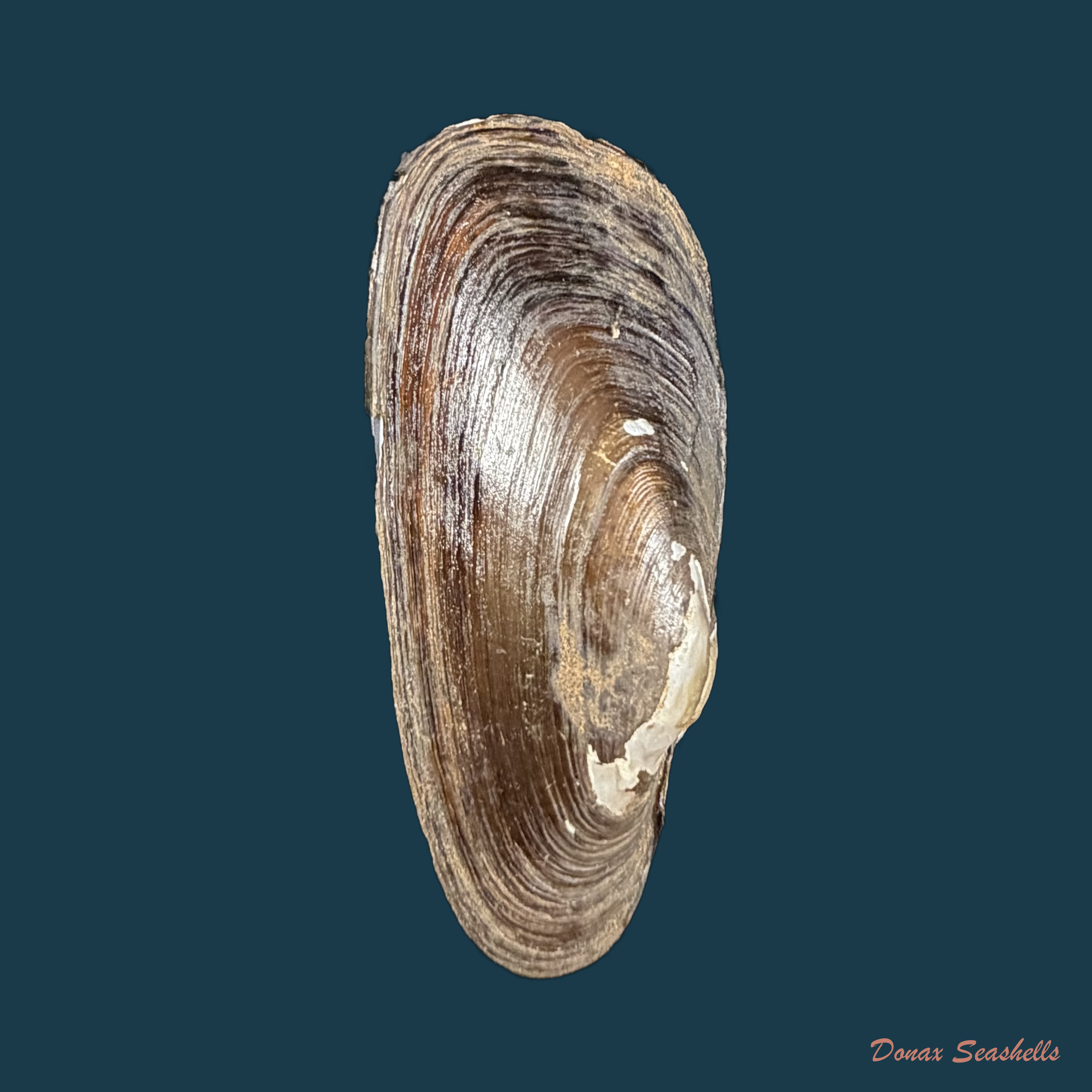 Lortiella froggatti Iredale, 1934 - 52,5mm