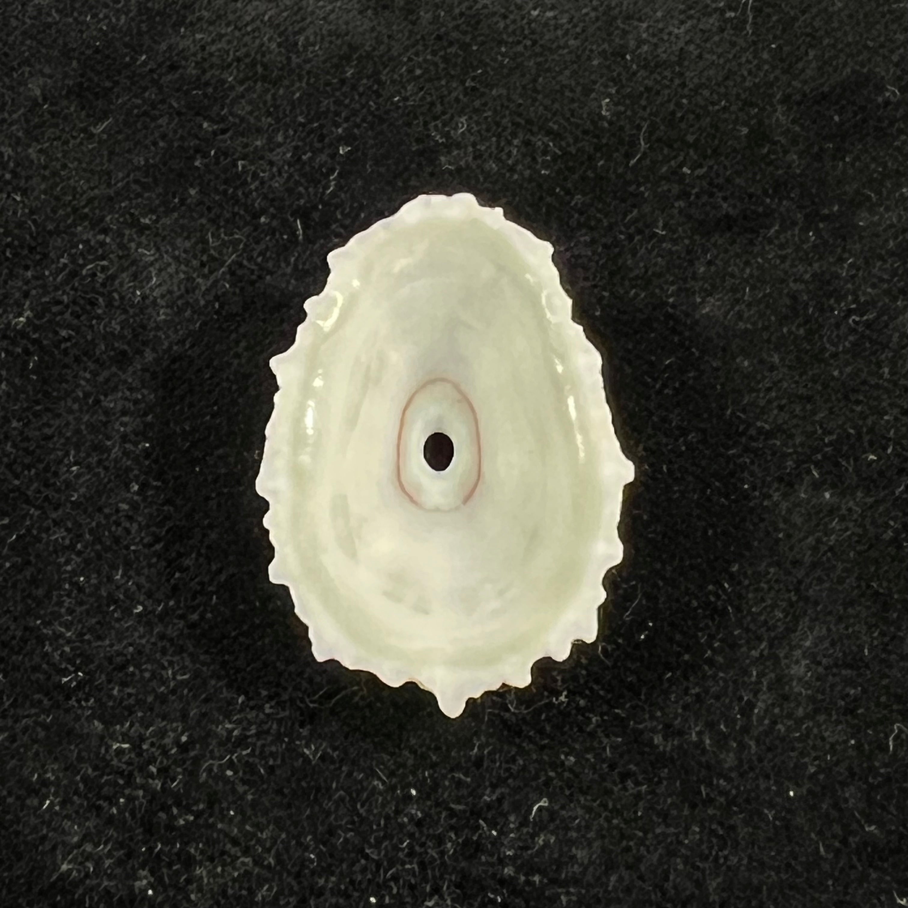 Fissurella barbadensis (Gmelin, 1791) - 31,4mm