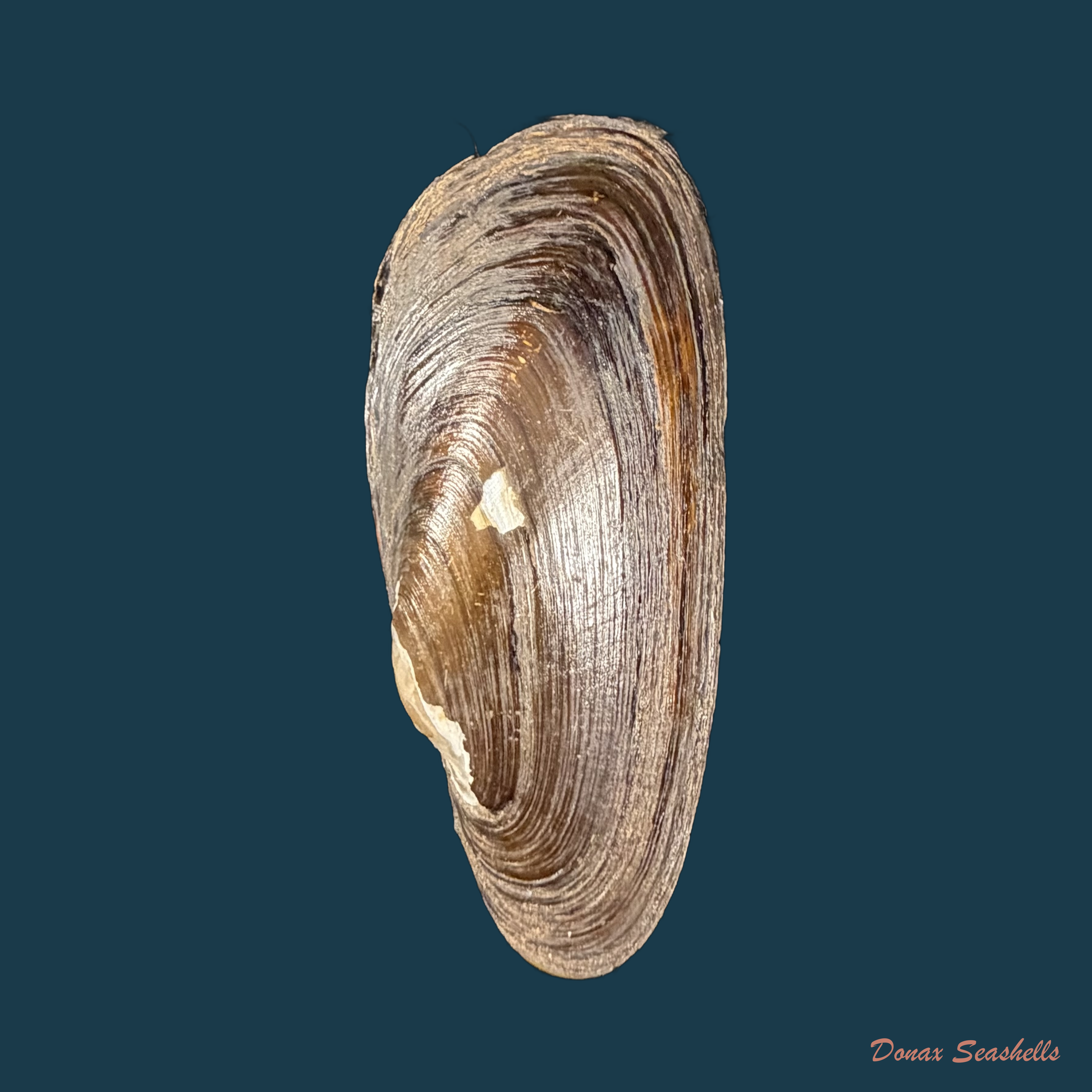 Lortiella froggatti Iredale, 1934 - 52,5mm