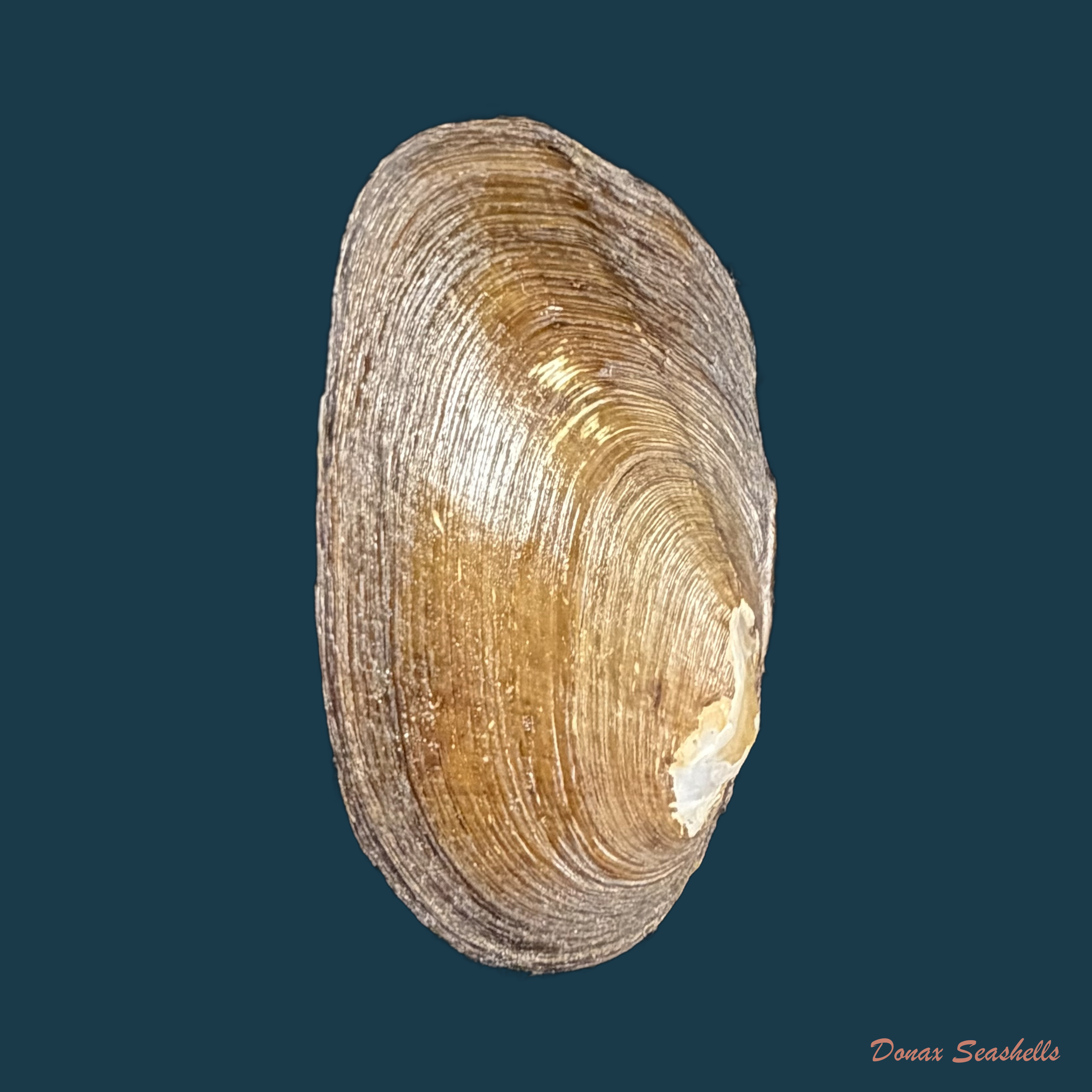 Diplodon ellipticus Spix, 1827 - 45,4mm