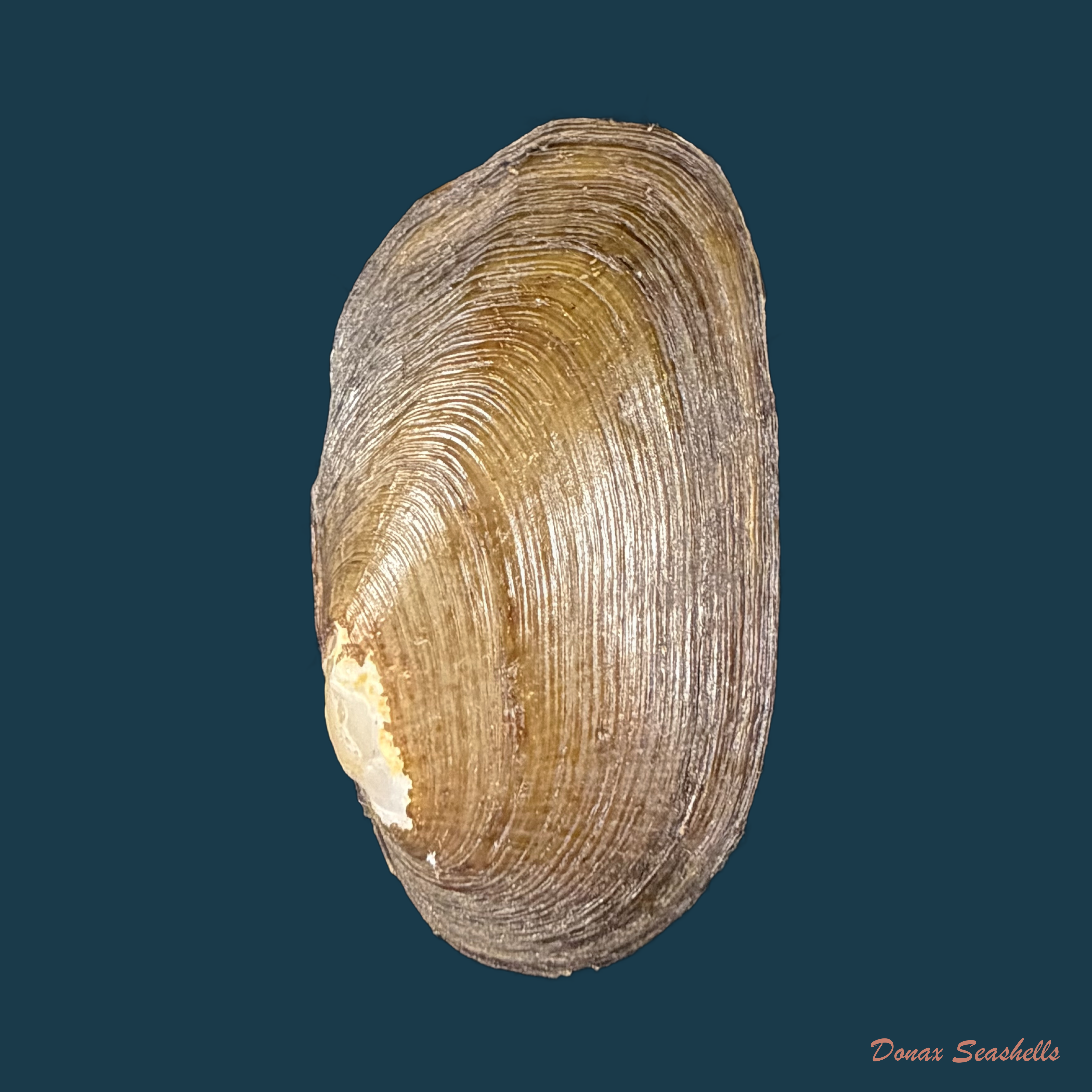 Diplodon ellipticus Spix, 1827 - 45,4mm