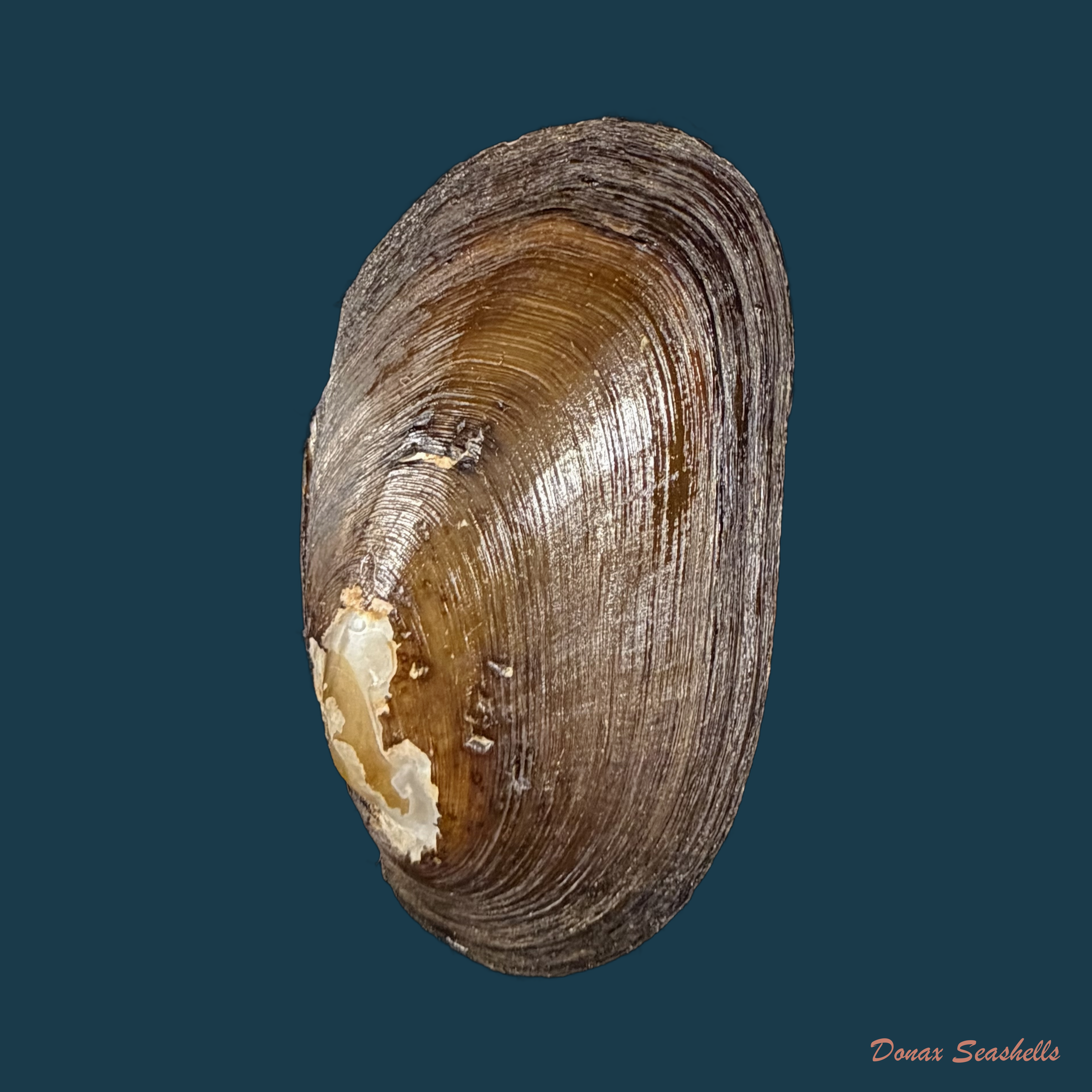 Diplodon ellipticus Spix, 1827 - 51,9mm