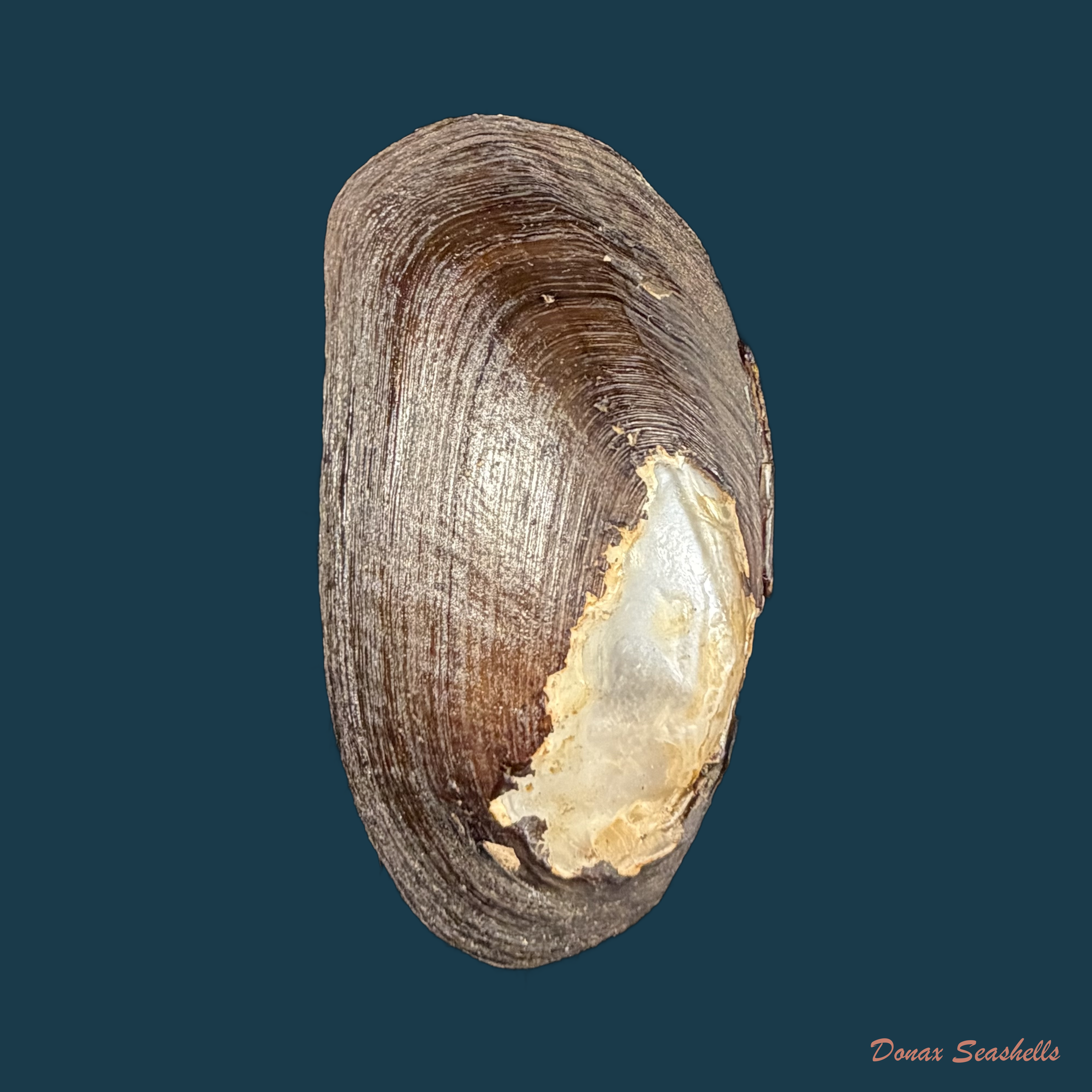 Diplodon ellipticus Spix, 1827 - 58,4mm