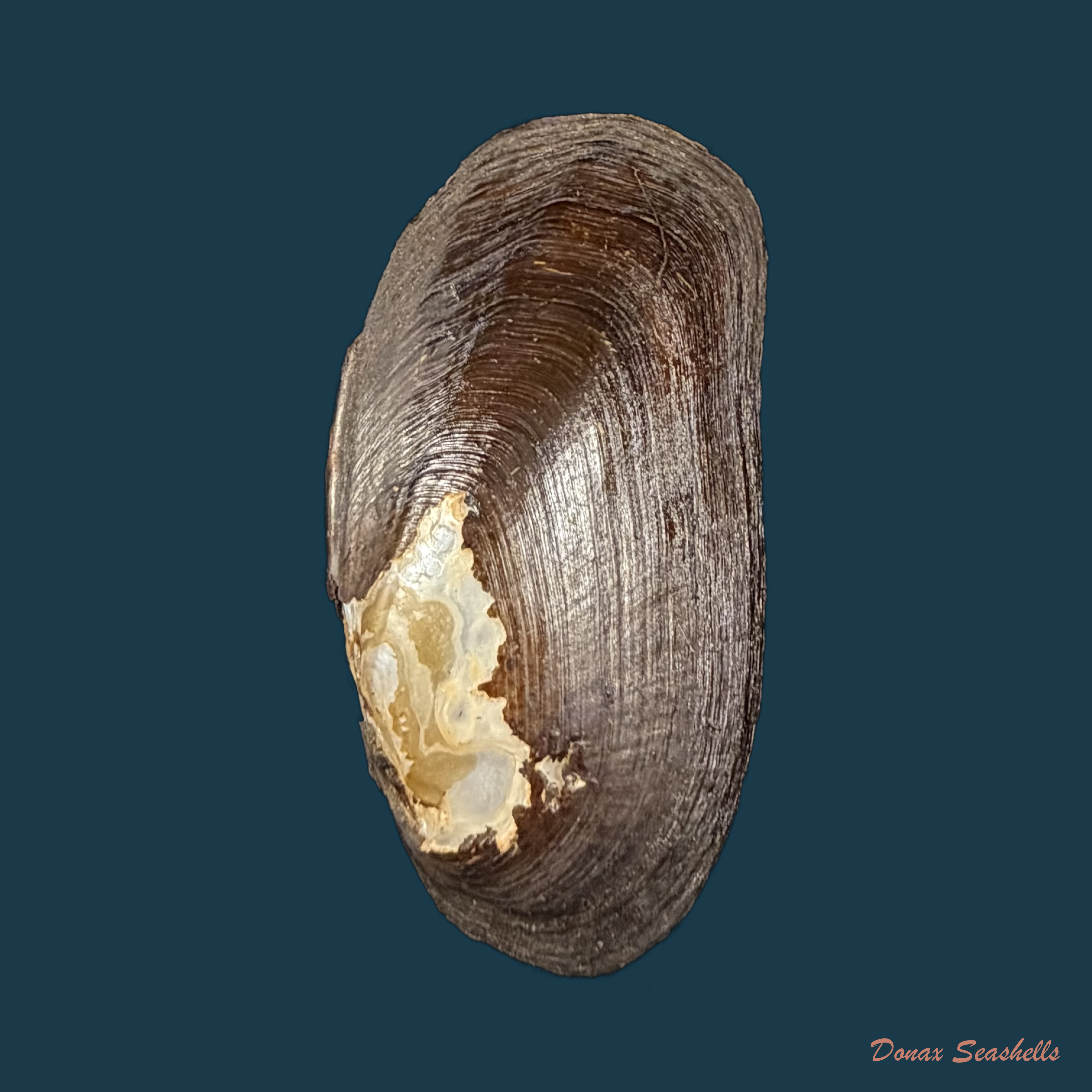 Diplodon ellipticus Spix, 1827 - 58,4mm