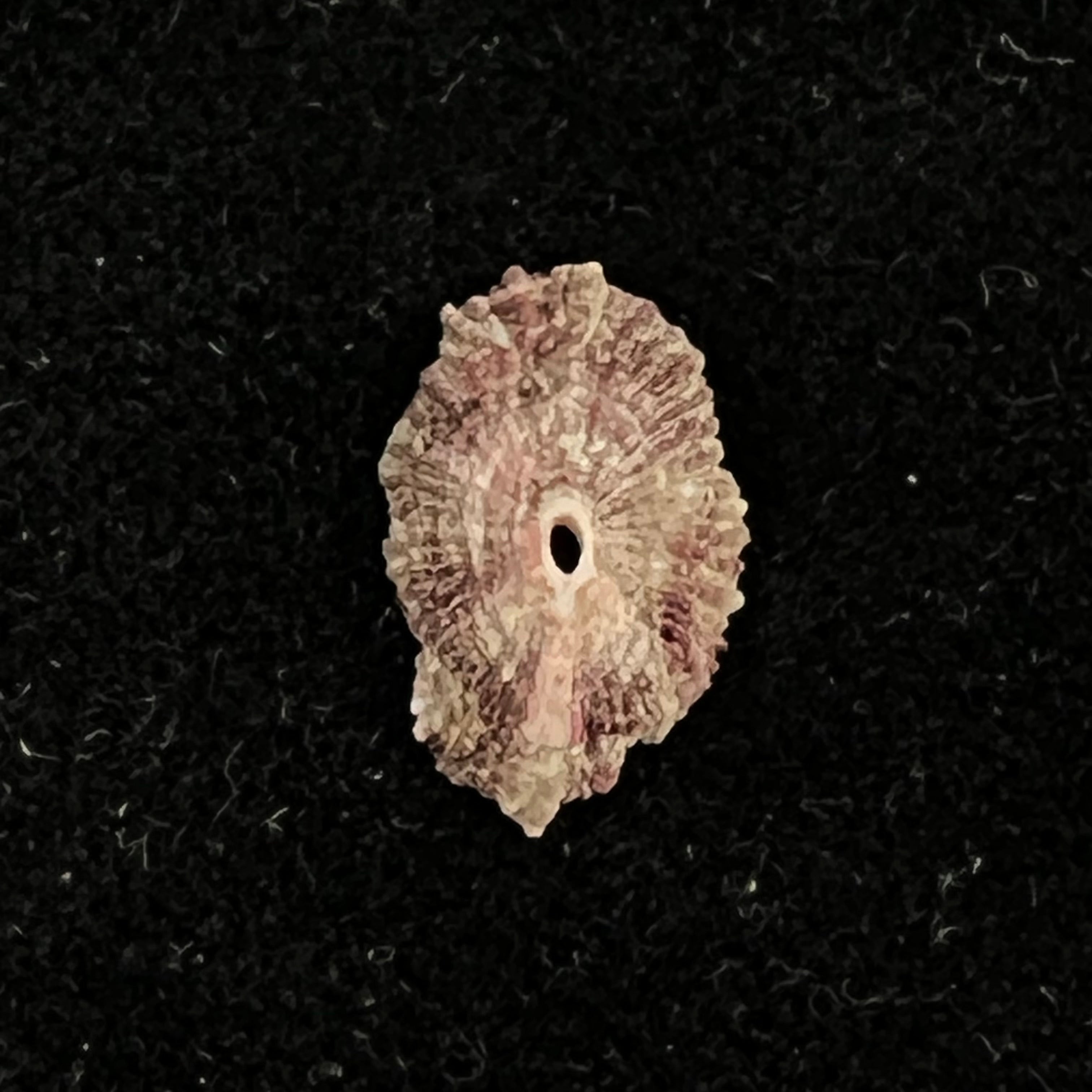 Fissurella microtrema G. B. Sowerby I, 1835 - 13,4mm