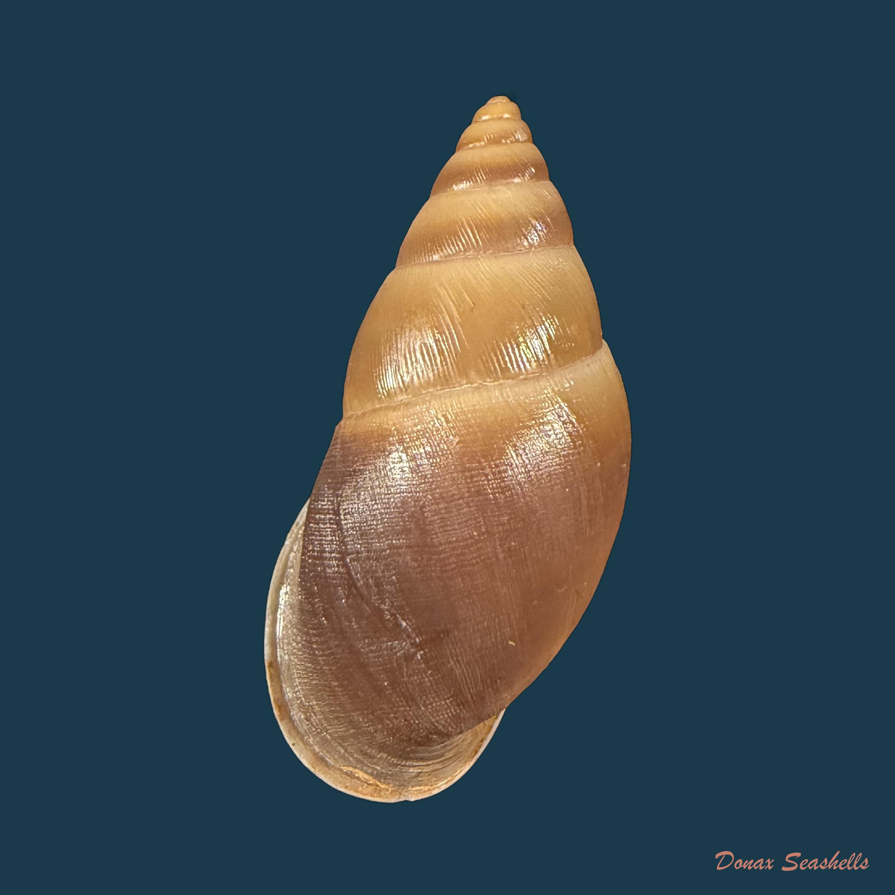 Kora aetheria Simone, 2024 - 39,6mm