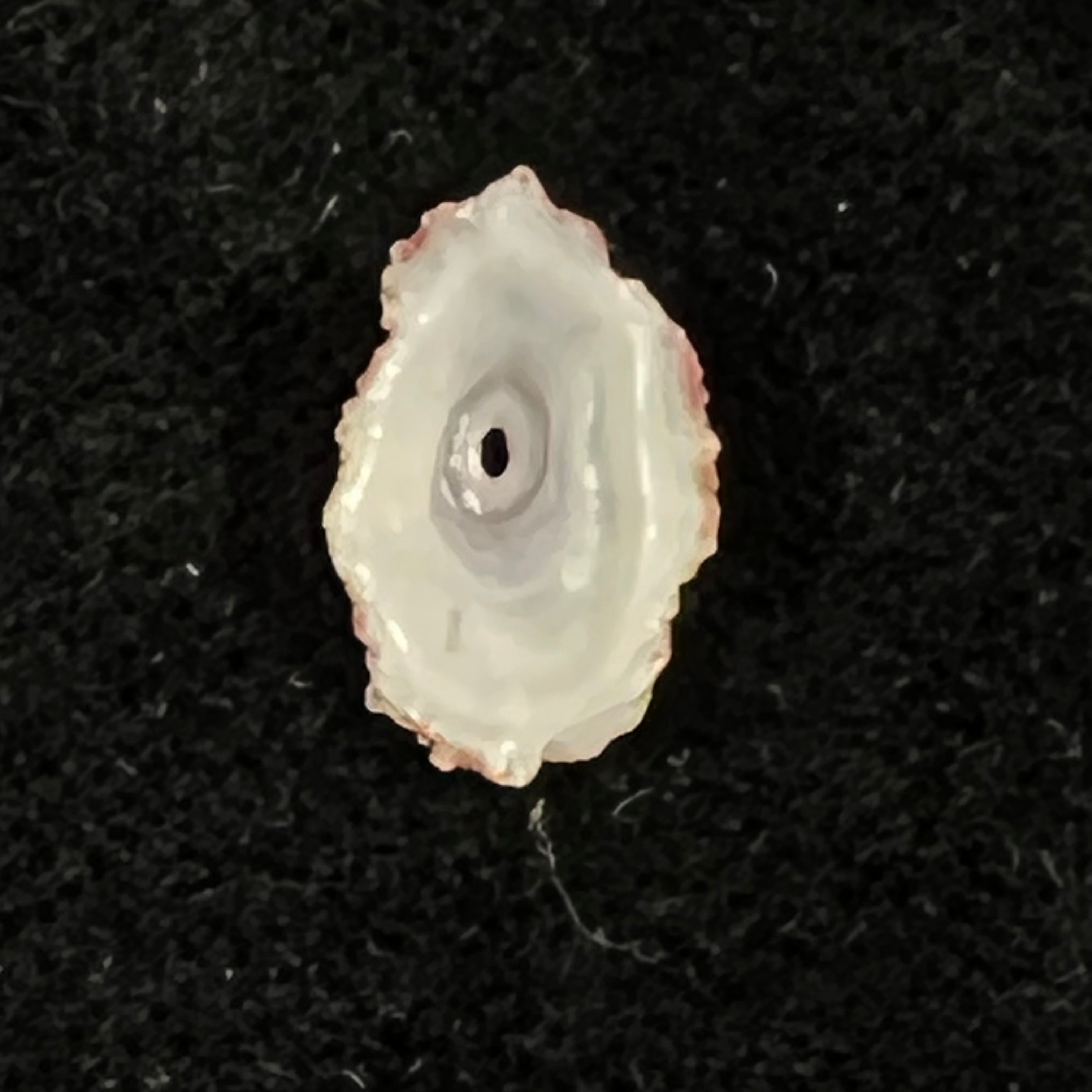 Fissurella microtrema G. B. Sowerby I, 1835 - 13,4mm