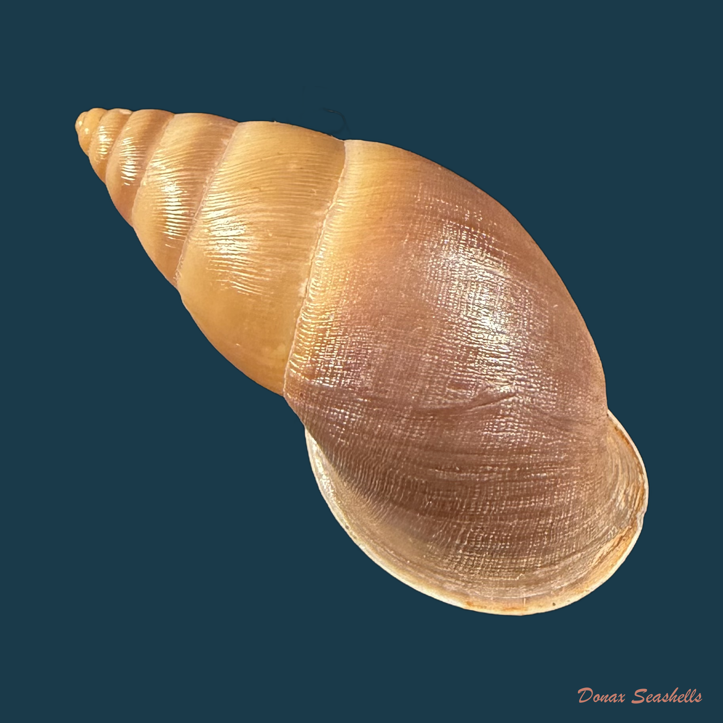 Kora aetheria Simone, 2024 - 39,6mm