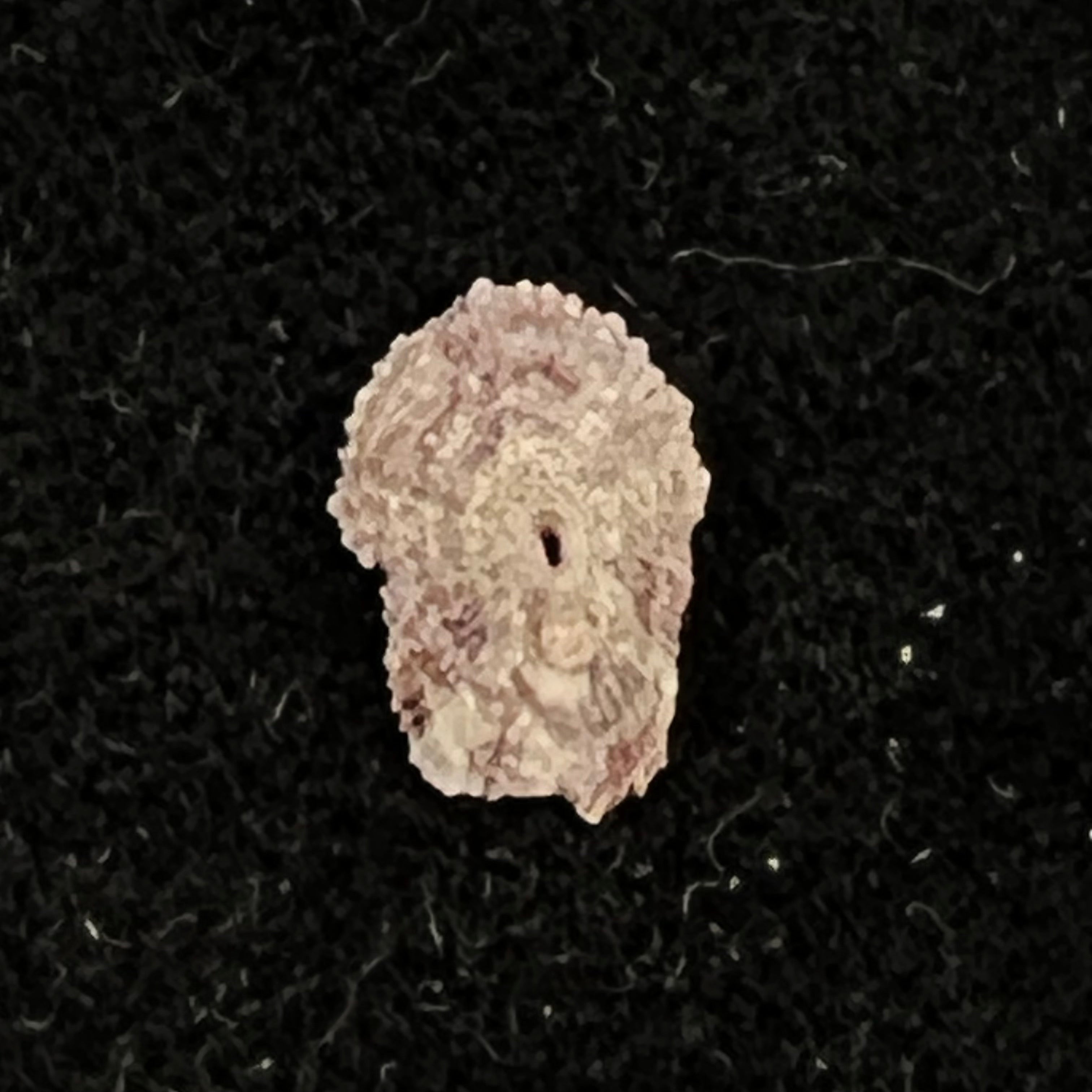 Fissurella microtrema G. B. Sowerby I, 1835 - 10,5mm