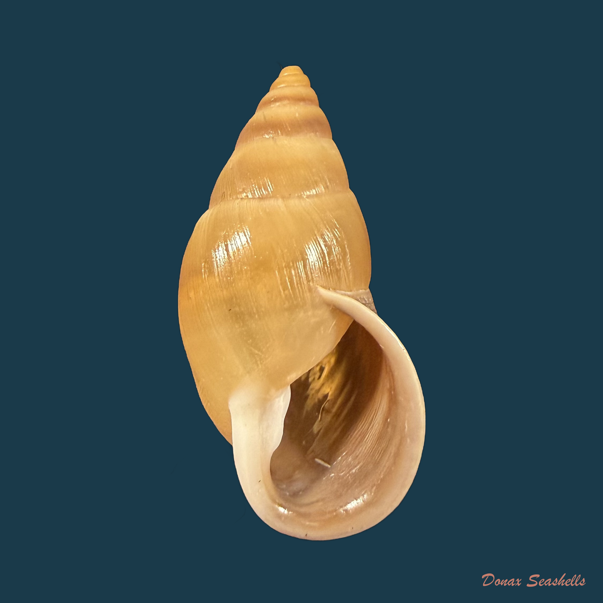 Kora aetheria Simone, 2024 - 39,6mm