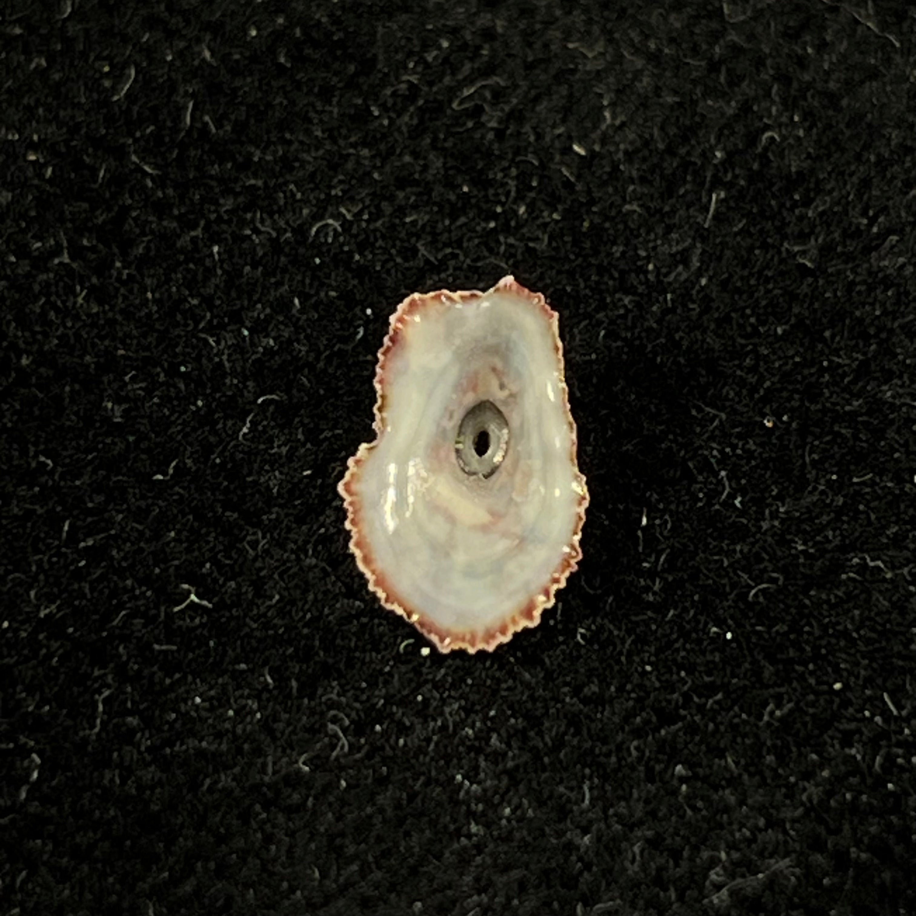 Fissurella microtrema G. B. Sowerby I, 1835 - 10,5mm