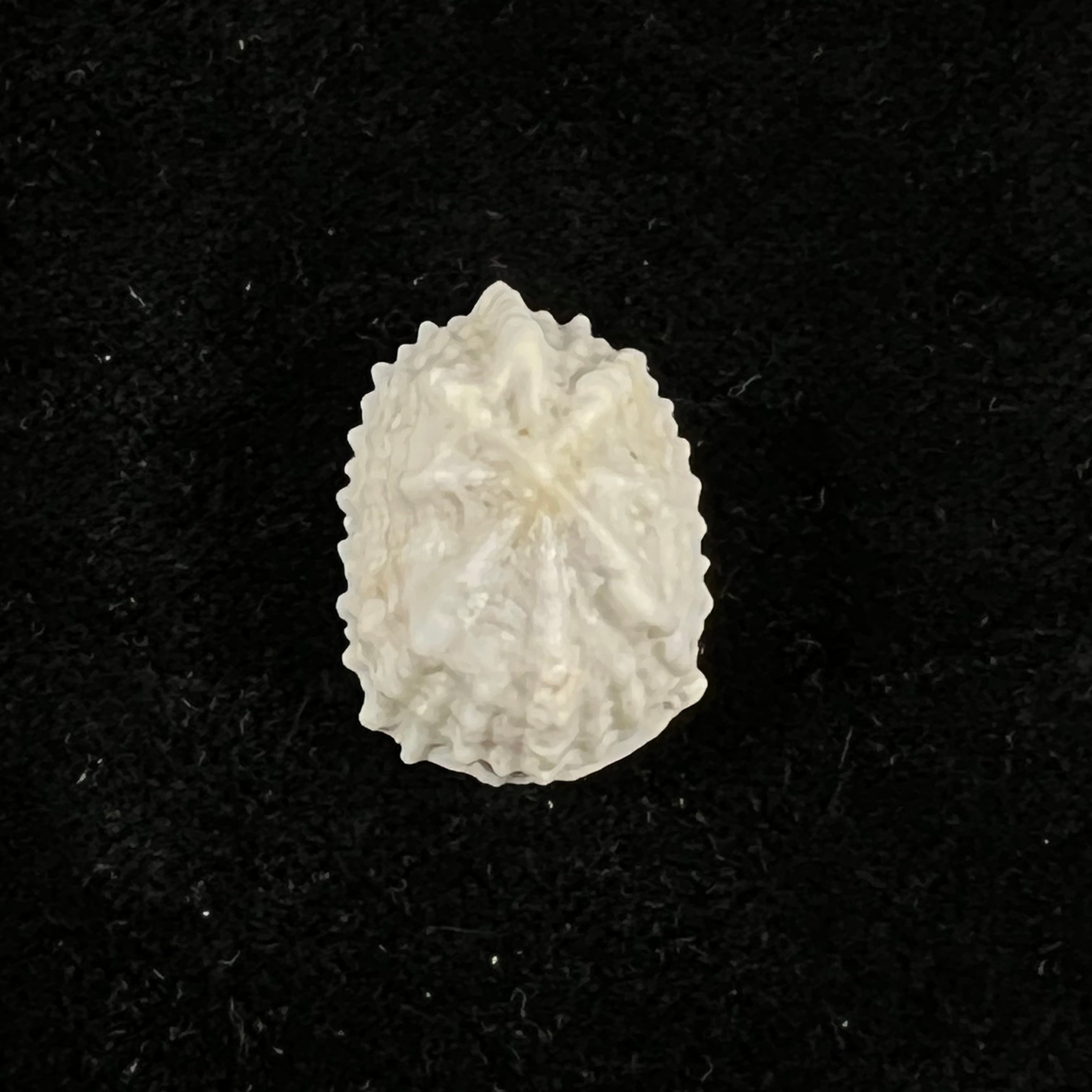Hemitoma octoradiata (Gmelin, 1795) - 23,4mm