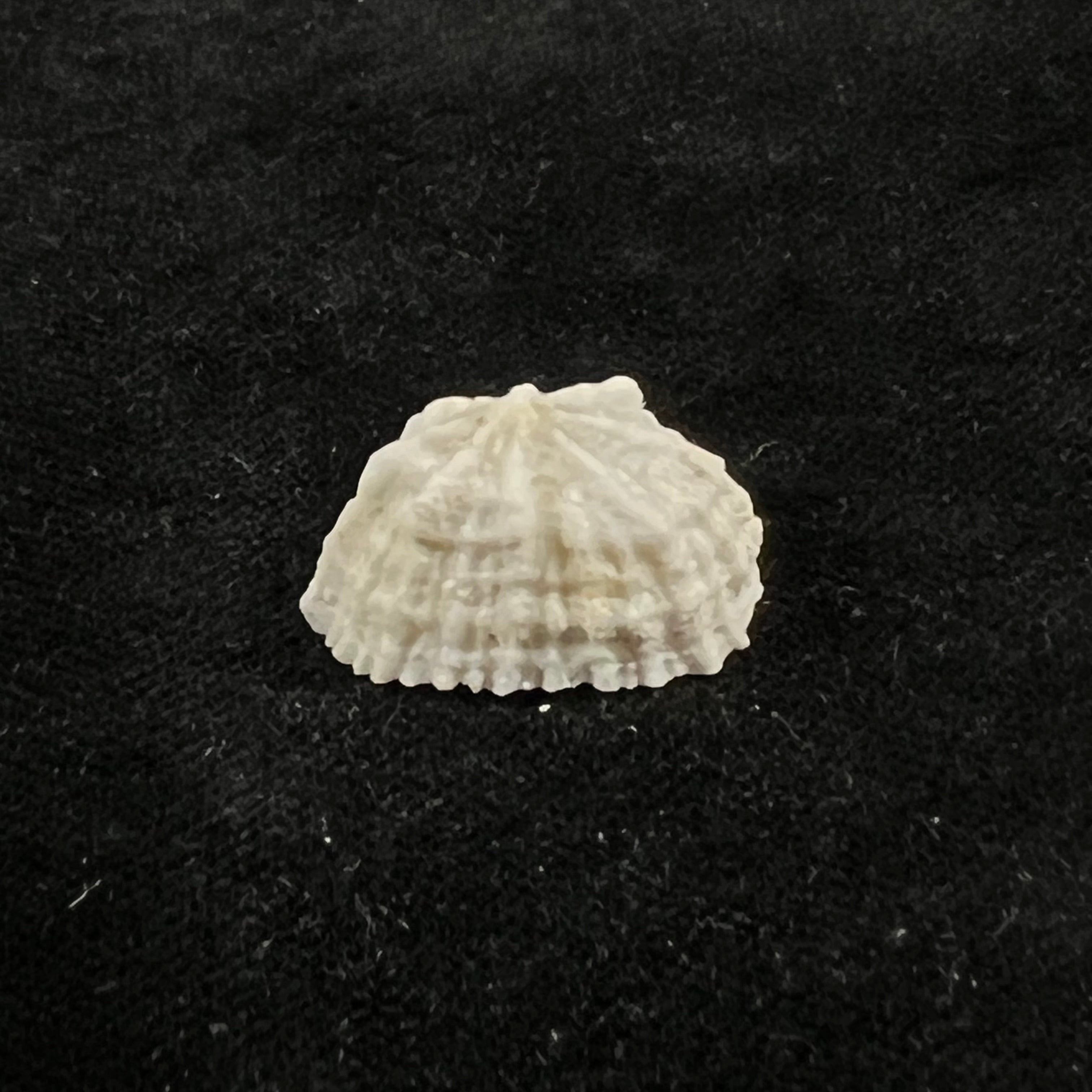Hemitoma octoradiata (Gmelin, 1795) - 23,4mm