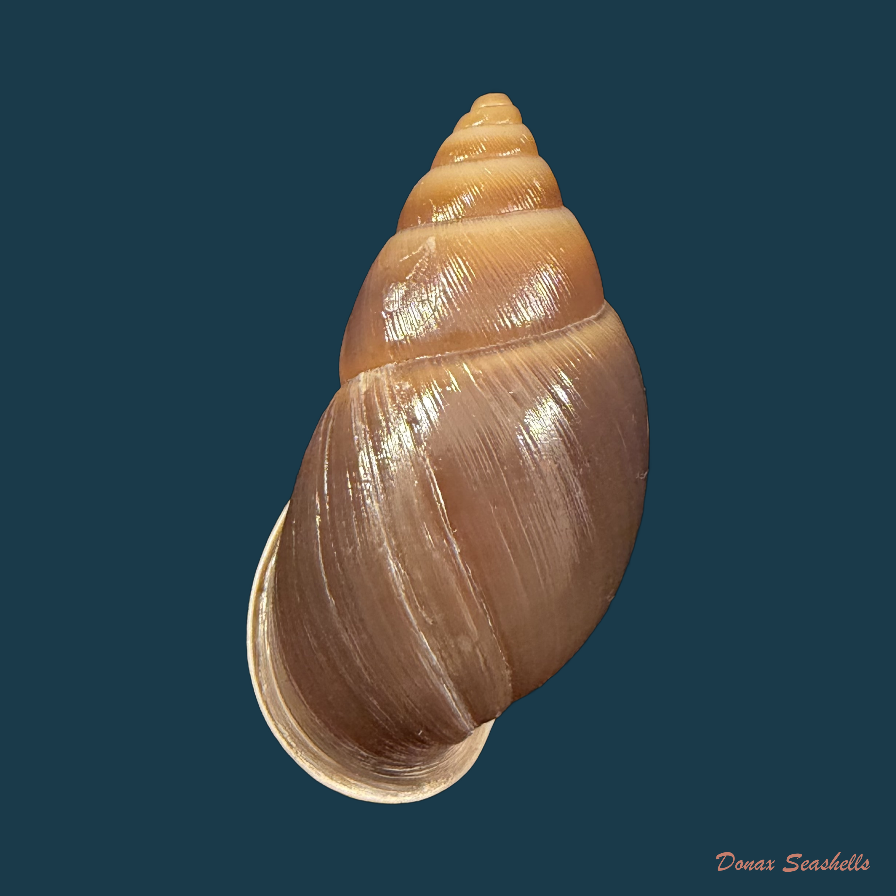 Kora kremerorum Simone, 2024 - 46,9mm