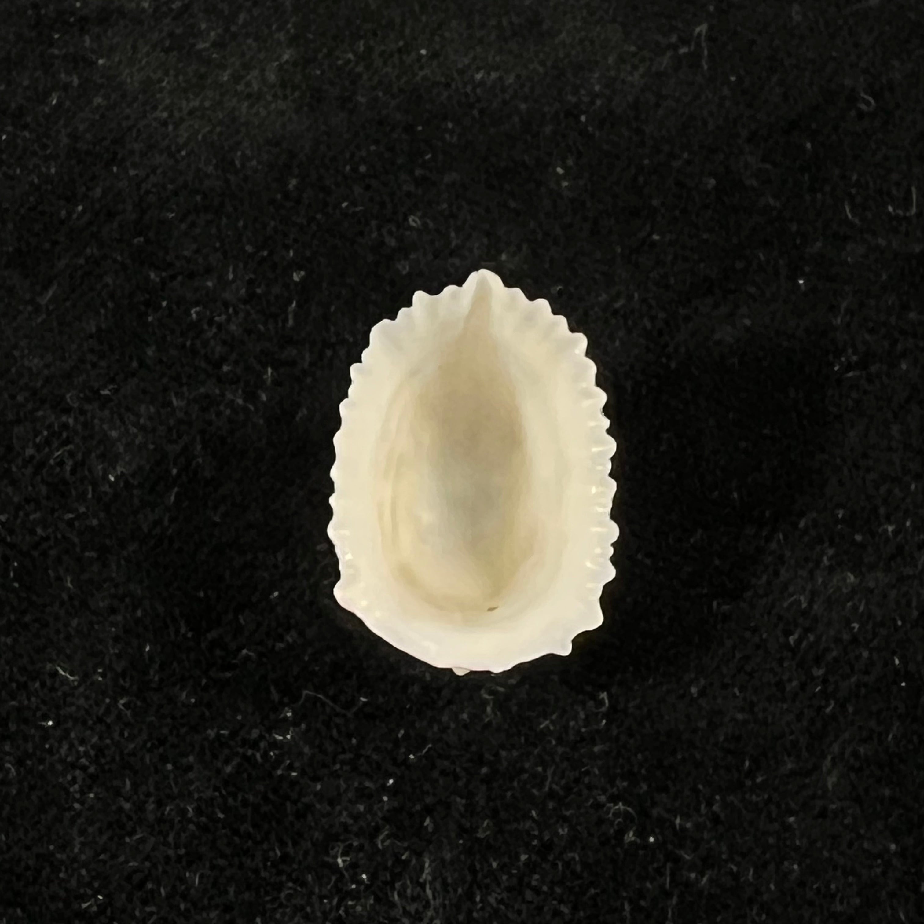 Hemitoma octoradiata (Gmelin, 1795) - 23,4mm