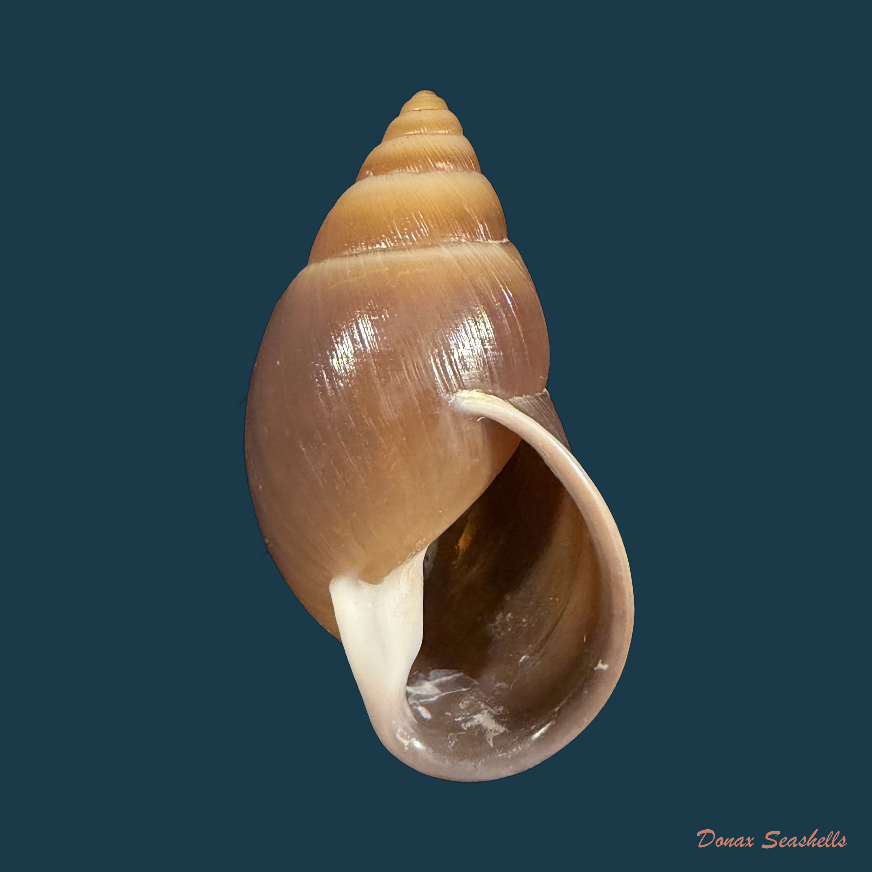 Kora kremerorum Simone, 2024 - 46,9mm