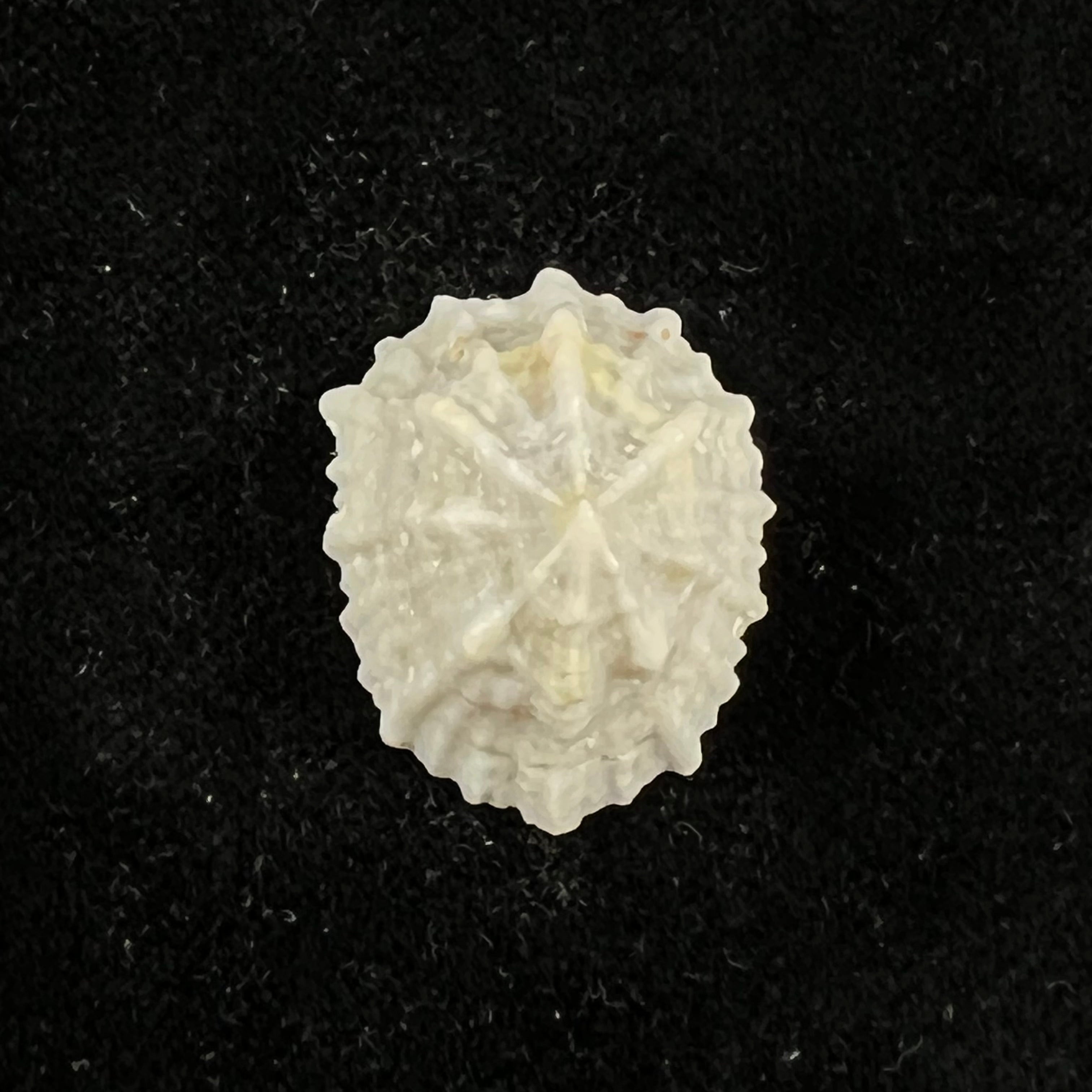 Hemitoma octoradiata (Gmelin, 1795) - 26mm