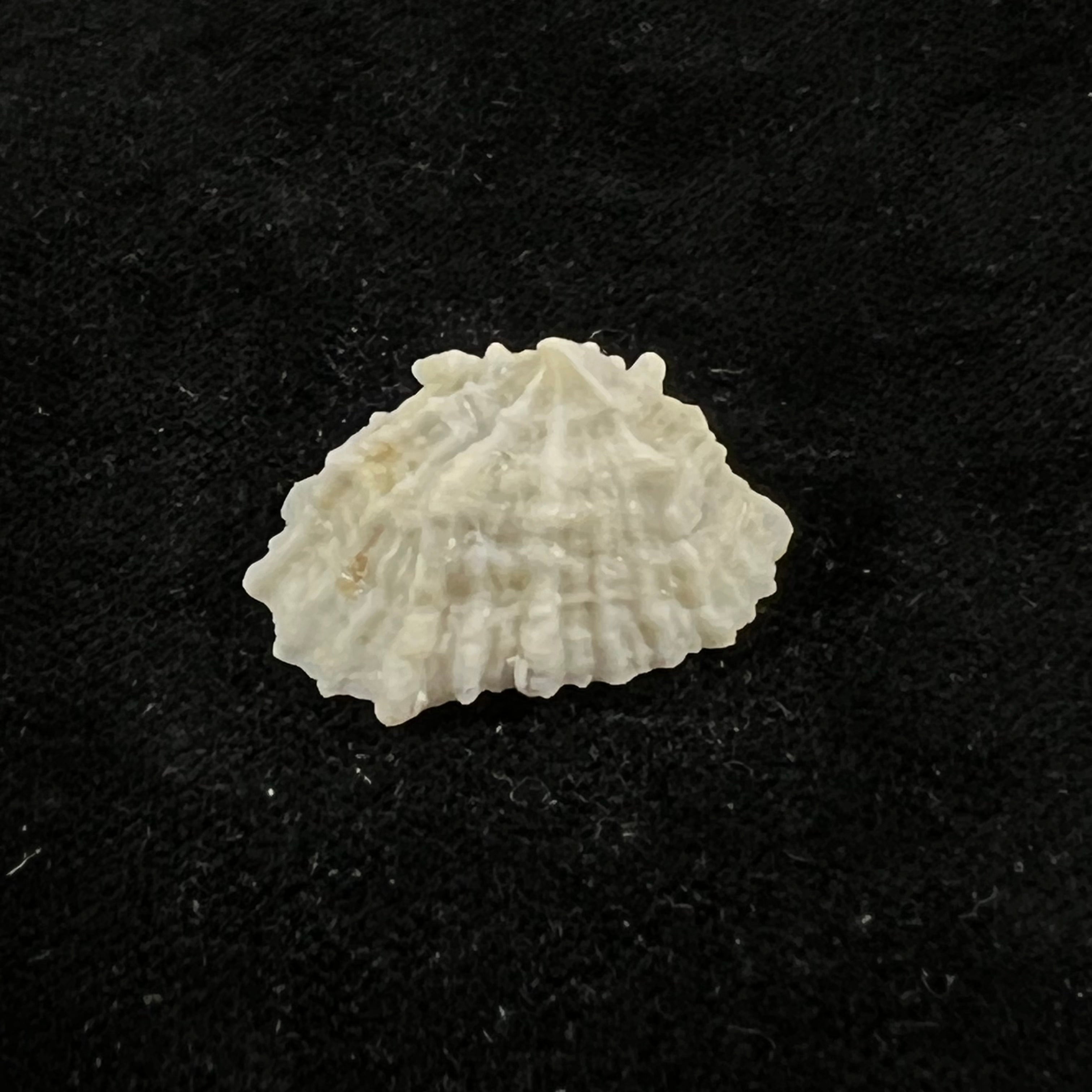 Hemitoma octoradiata (Gmelin, 1795) - 26mm