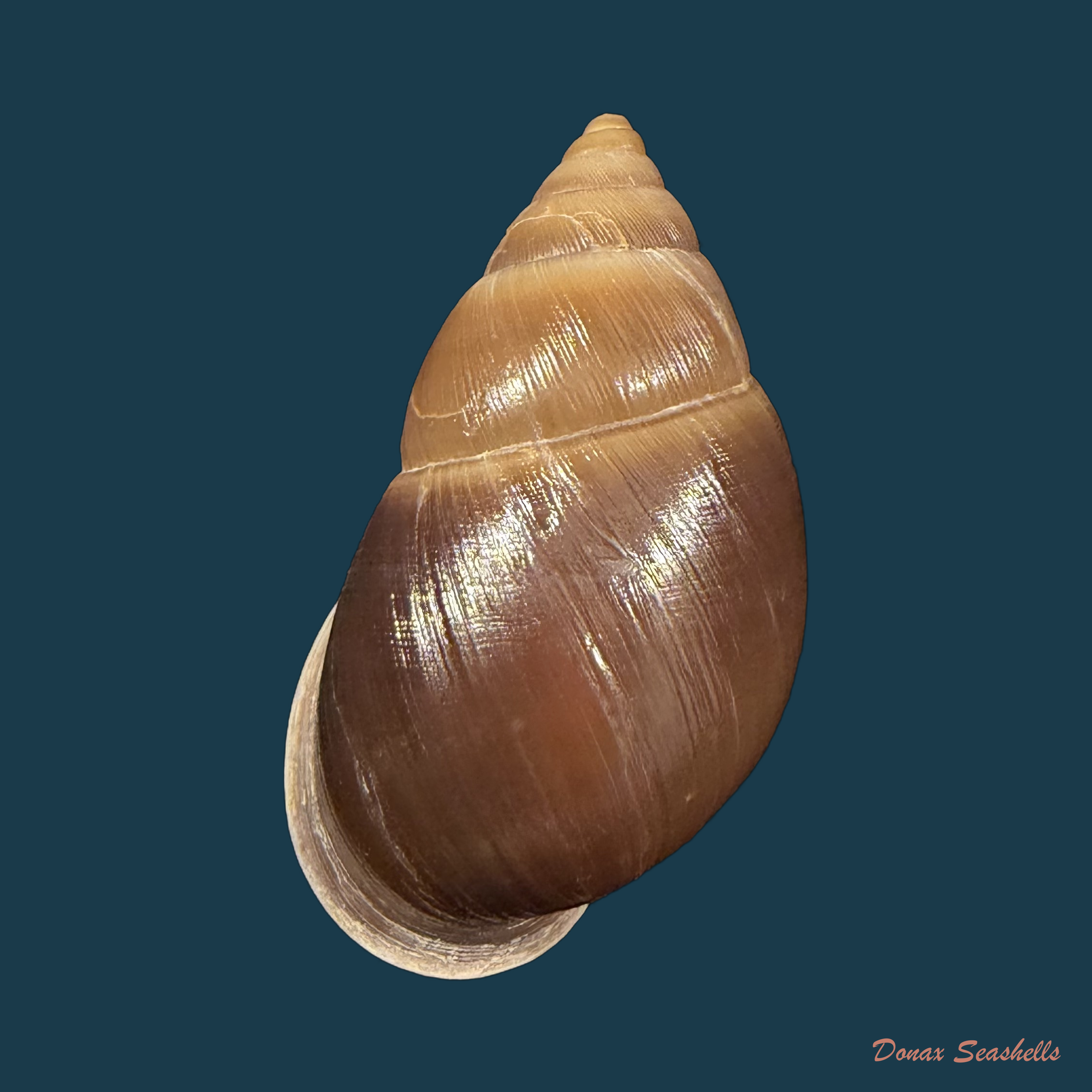 Kora ajar Simone, 2024 - 42,9mm