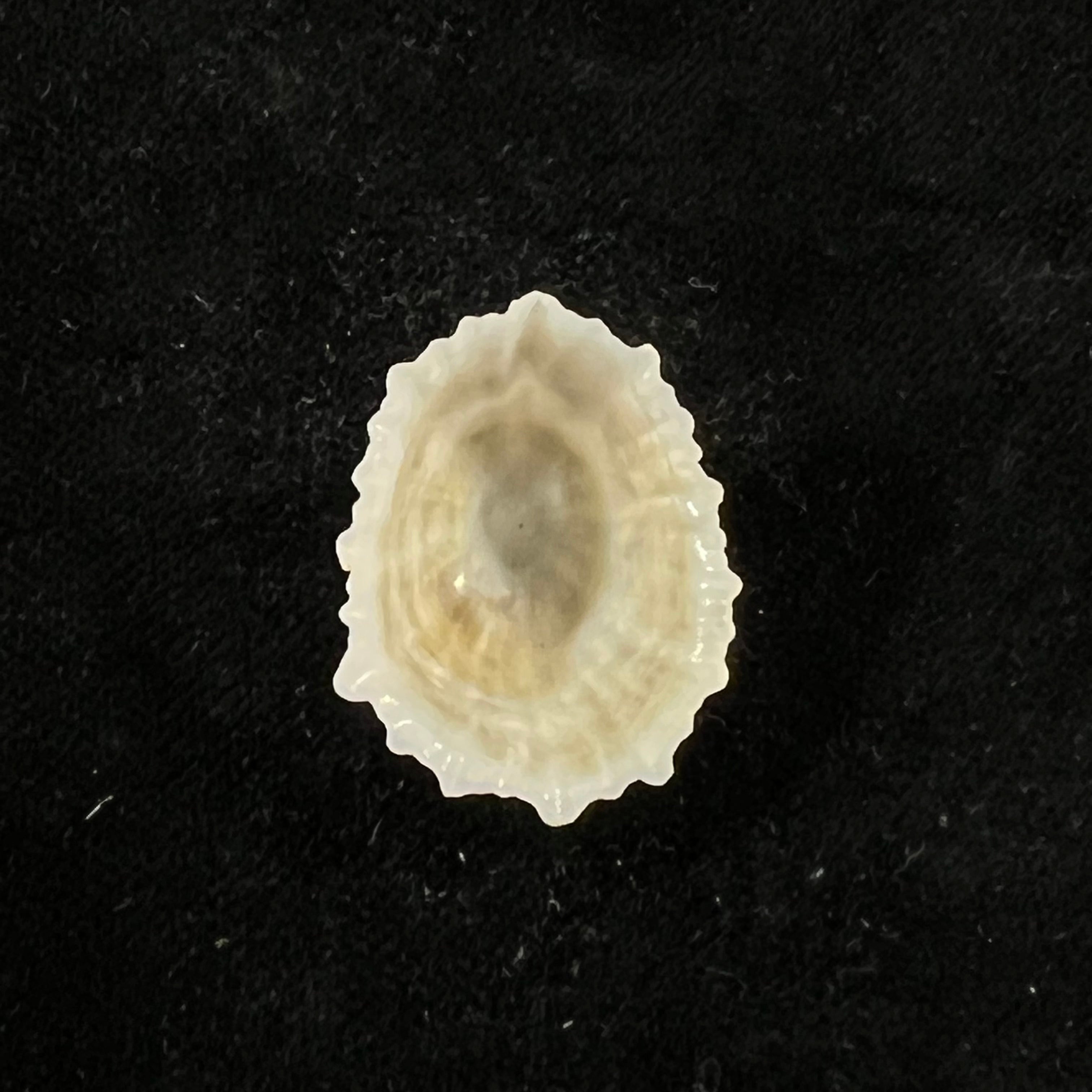 Hemitoma octoradiata (Gmelin, 1795) - 26mm