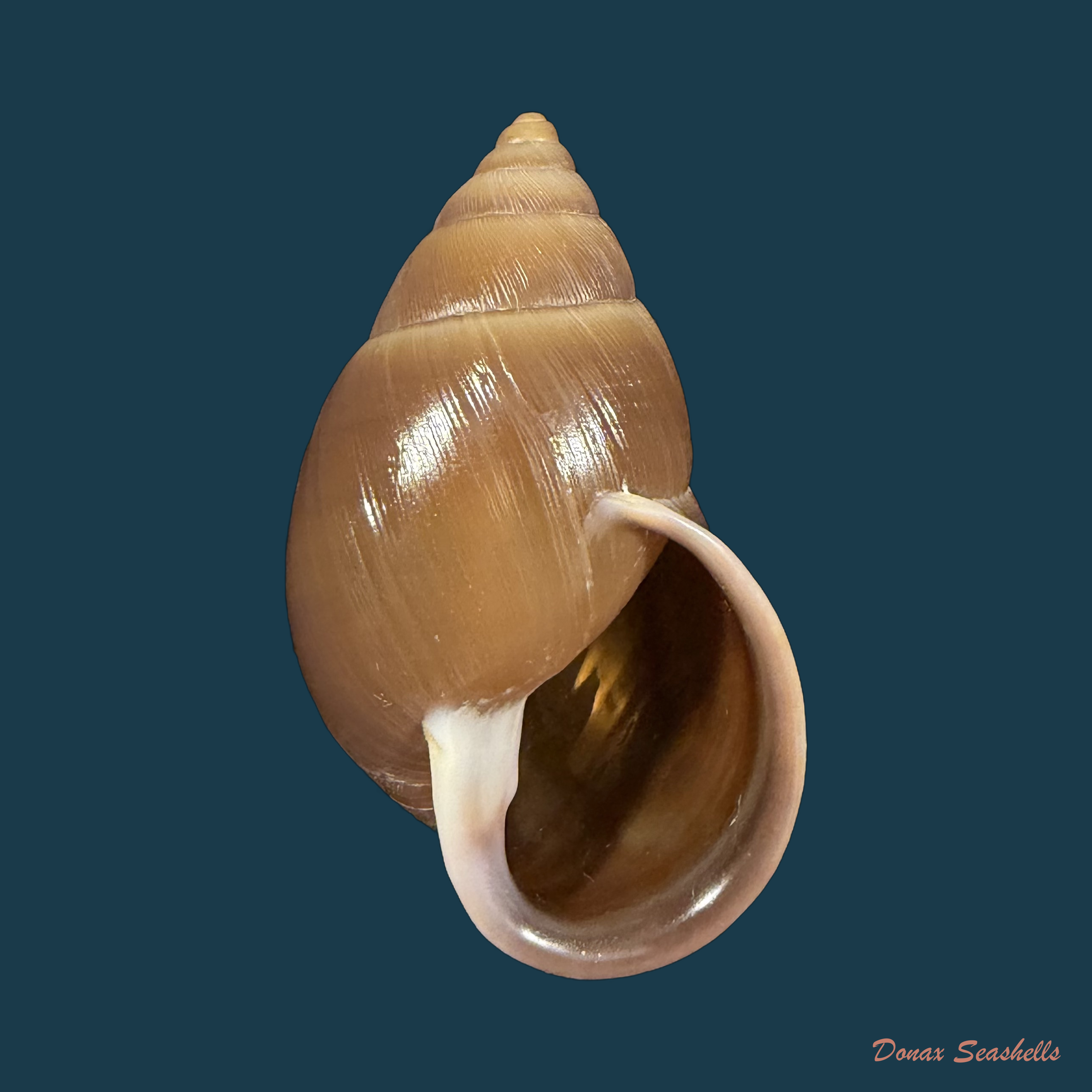 Kora ajar Simone, 2024 - 42,9mm
