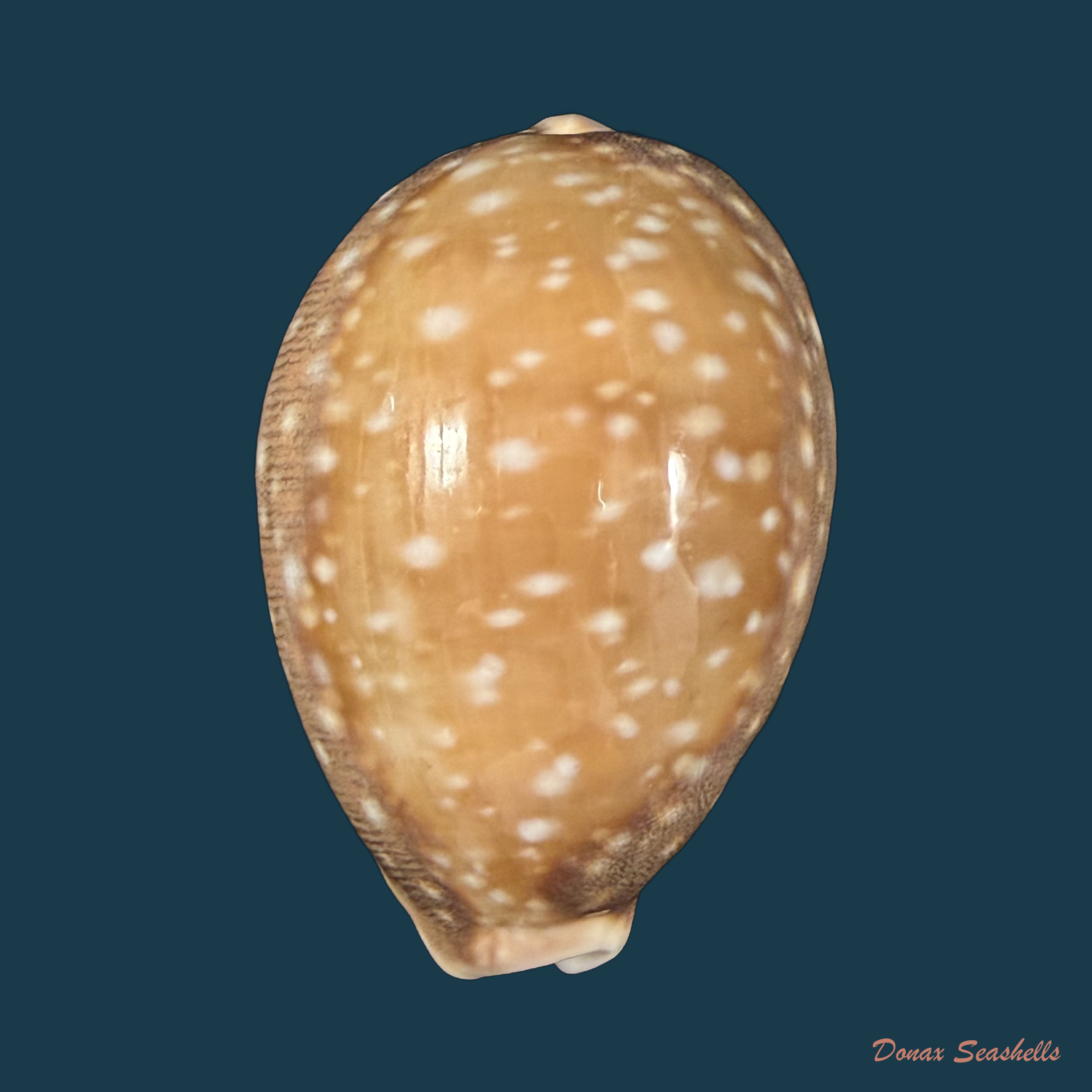 Lyncina vitellus (Linnaeus, 1758) - 56,6mm