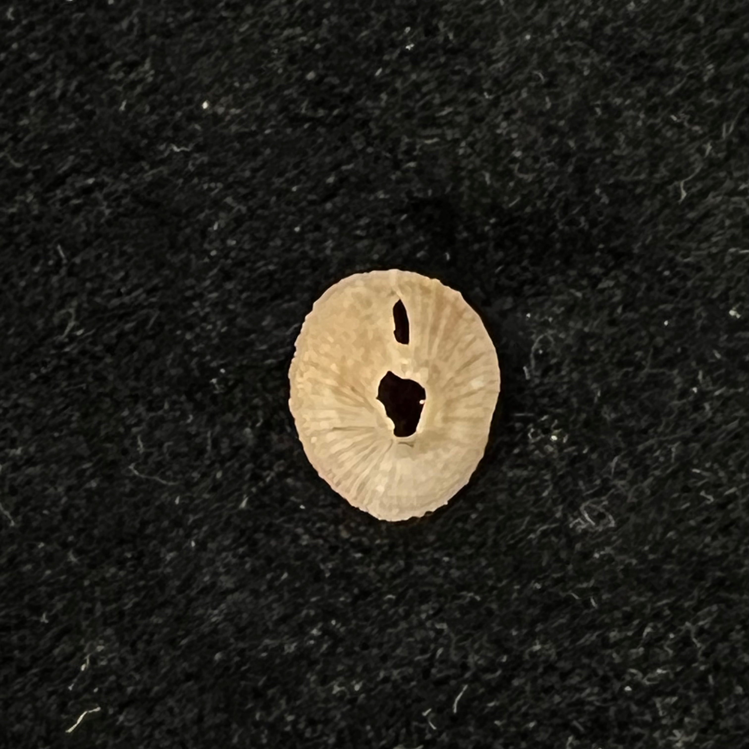 Puncturella antillana Pérez Farfante, 1947 - 12,2mm