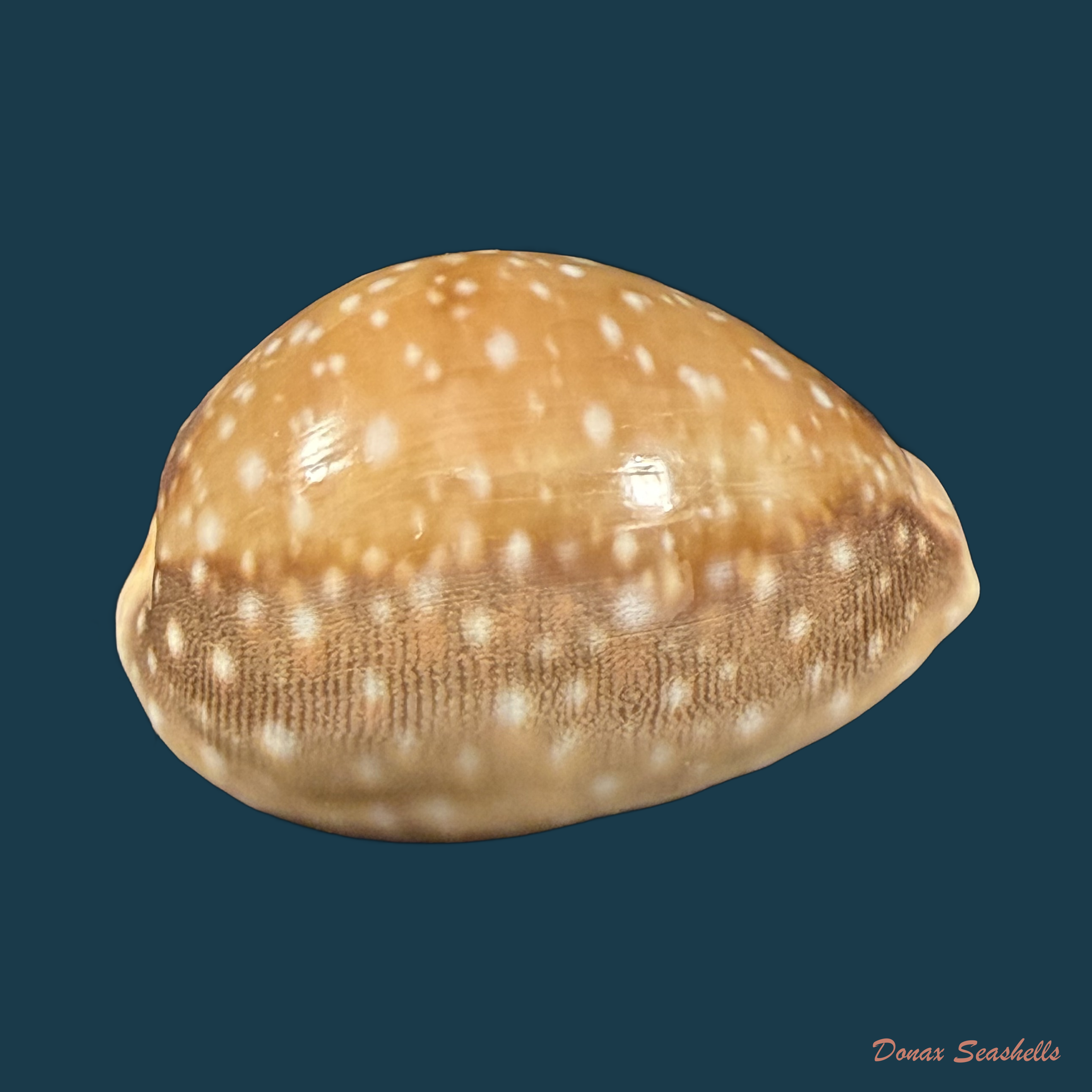 Lyncina vitellus (Linnaeus, 1758) - 56,6mm