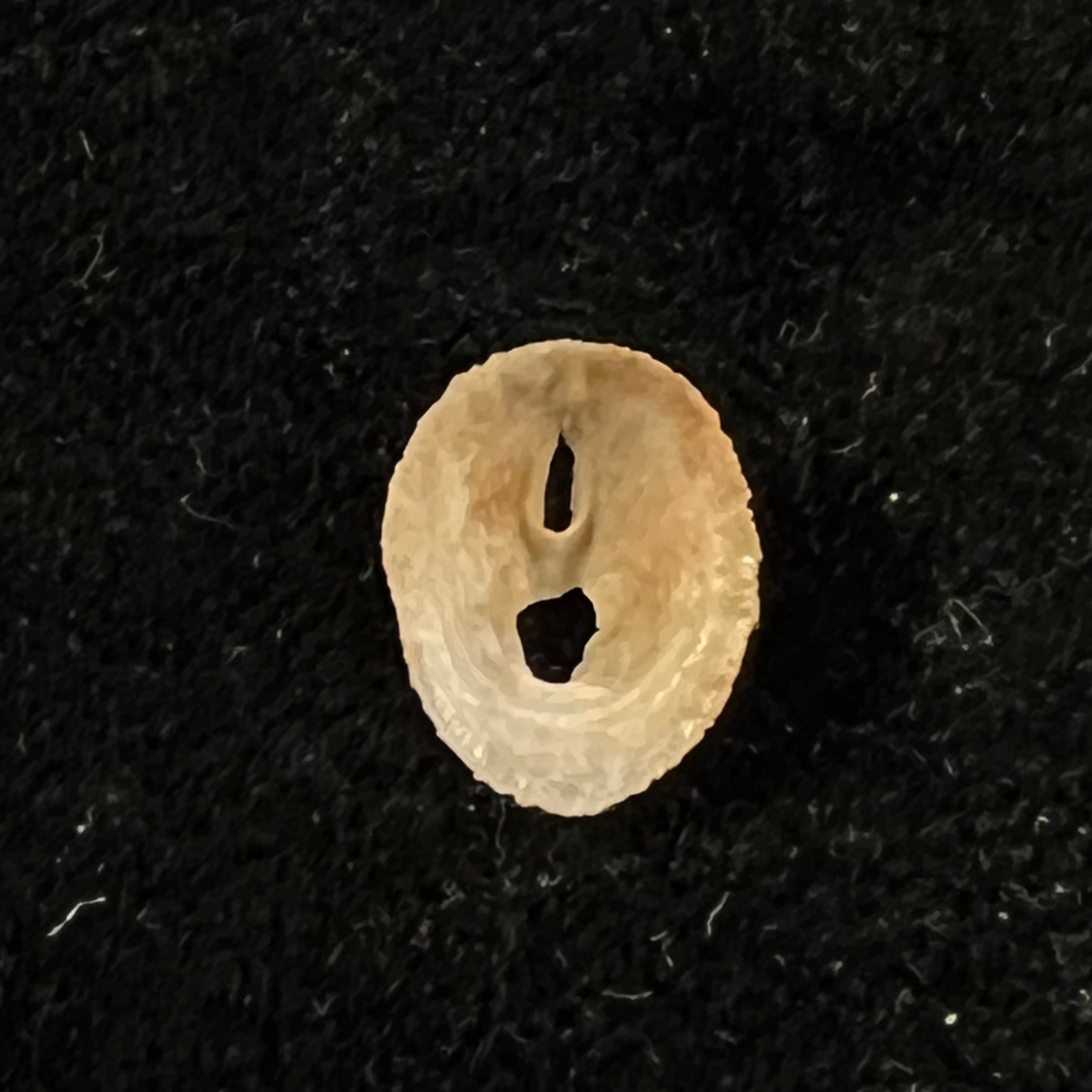 Puncturella antillana Pérez Farfante, 1947 - 12,2mm