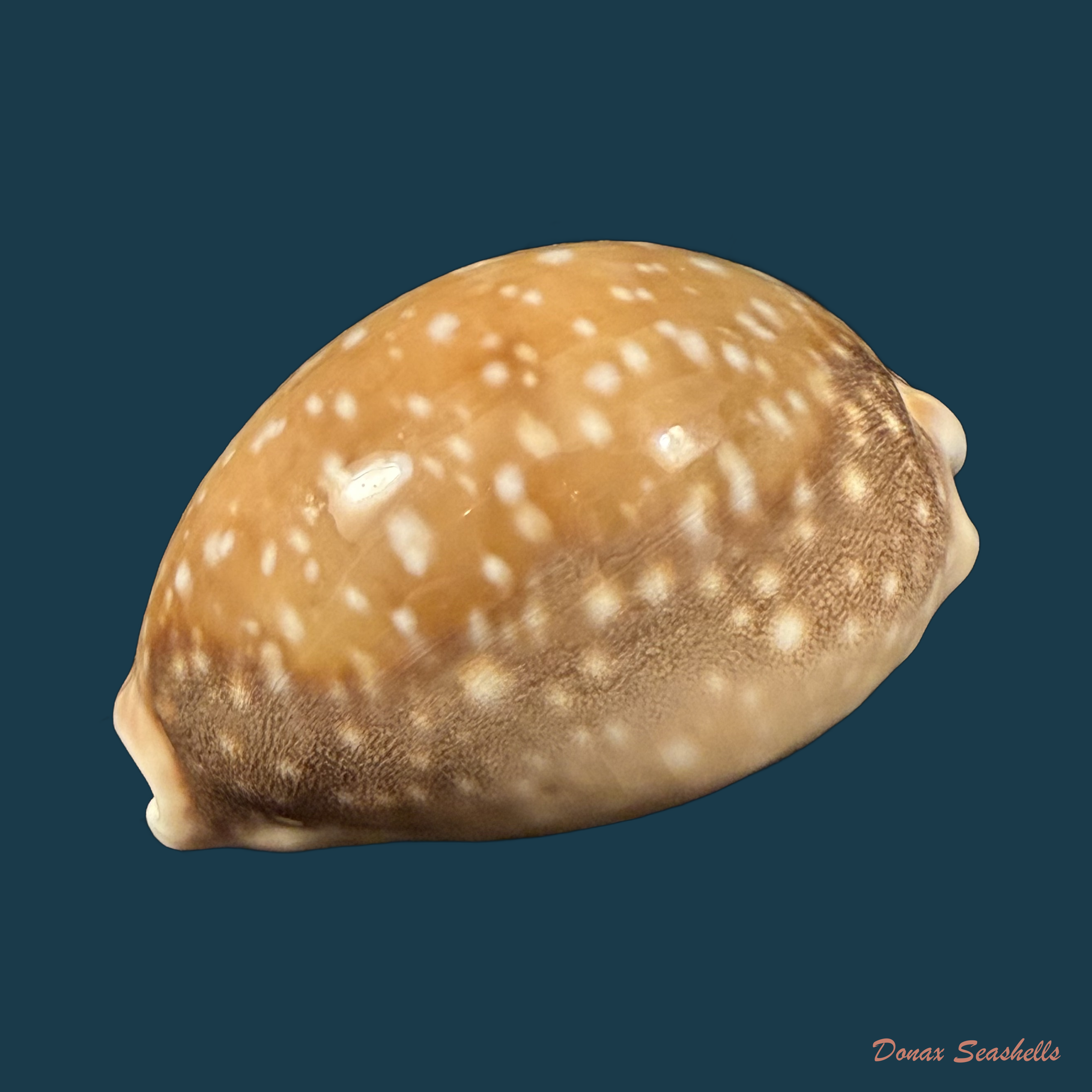 Lyncina vitellus (Linnaeus, 1758) - 56,6mm