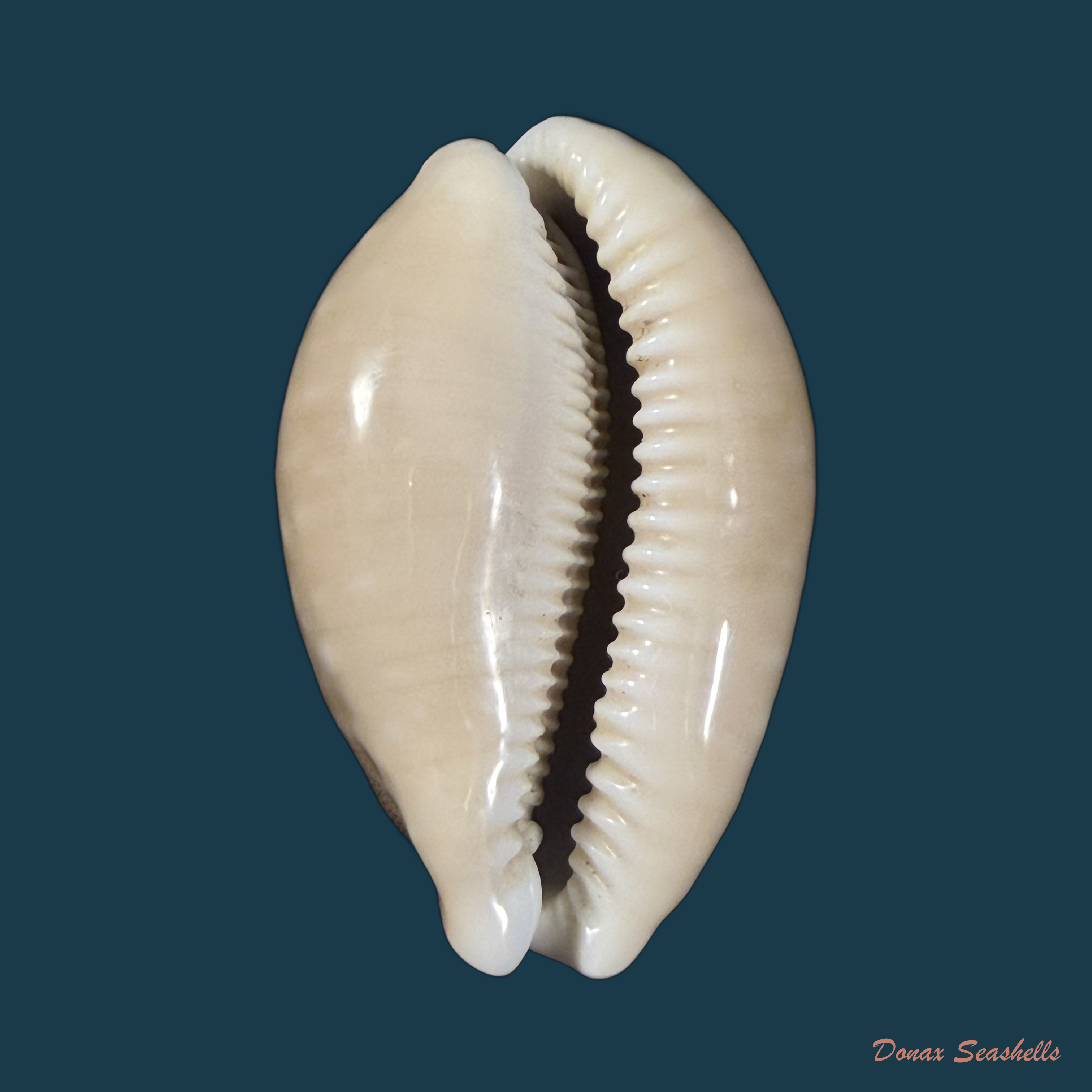 Lyncina vitellus (Linnaeus, 1758) - 56,6mm
