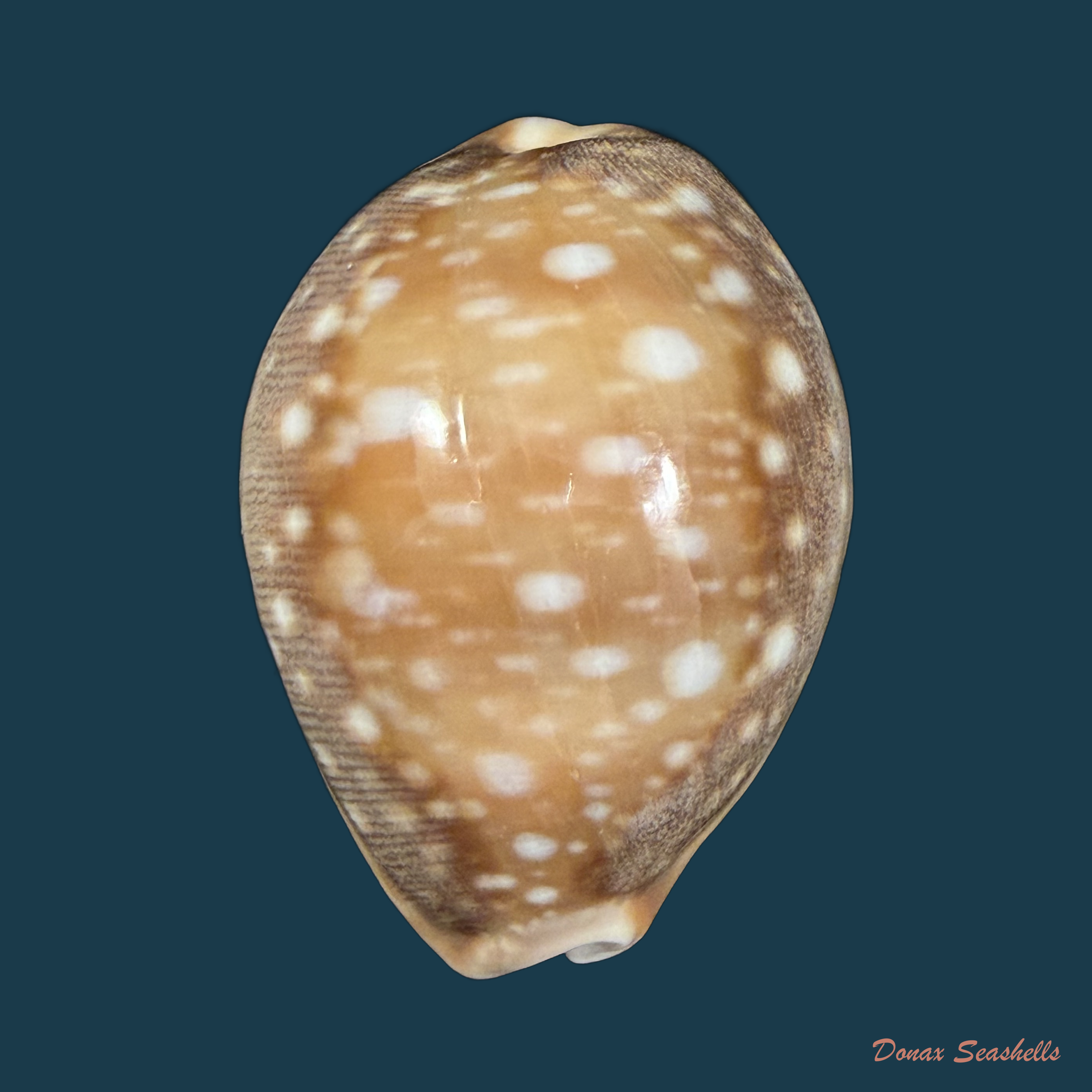 Lyncina vitellus (Linnaeus, 1758) - 51,8mm