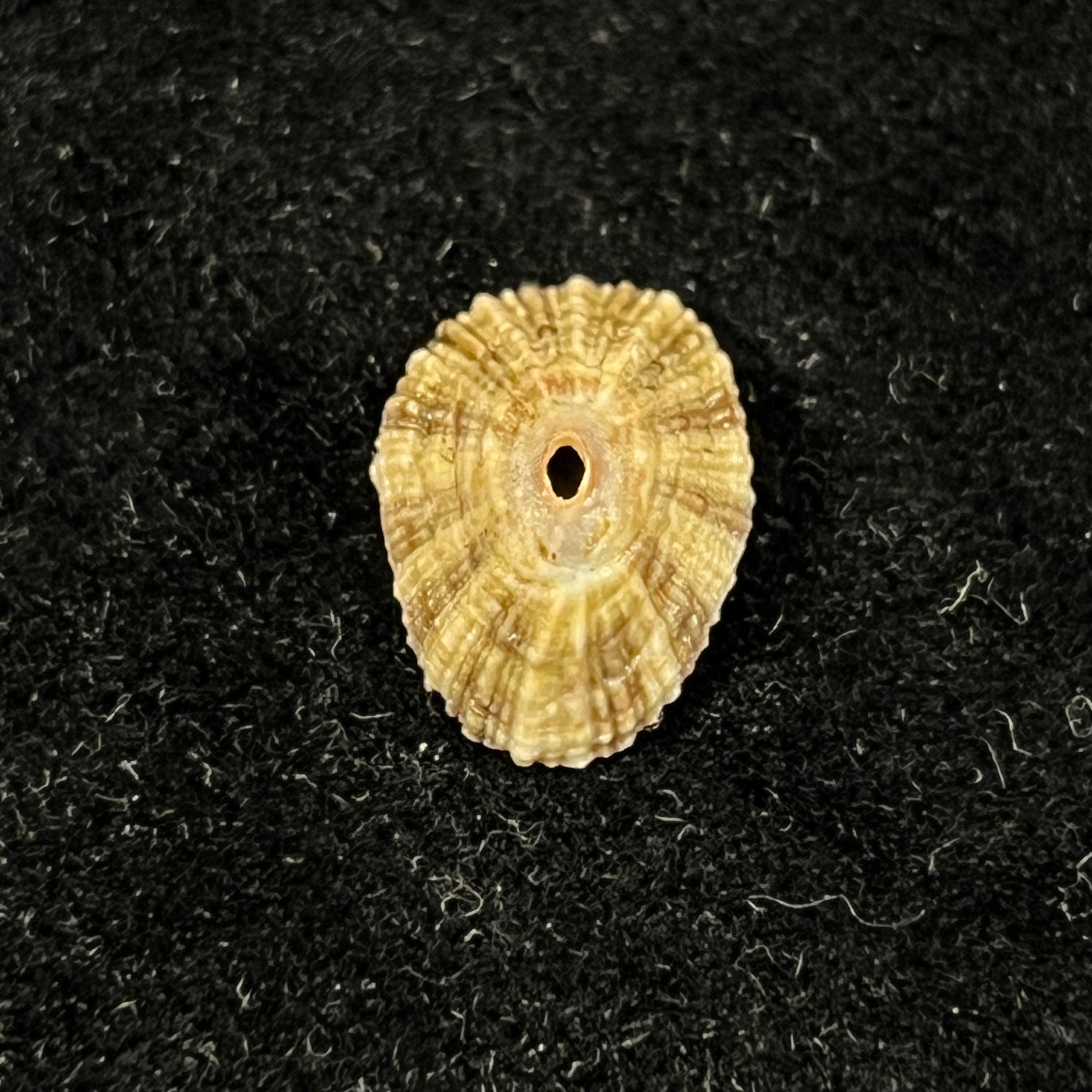 Fissurella clenchi Pérez Farfante, 1943 - 15,1mm
