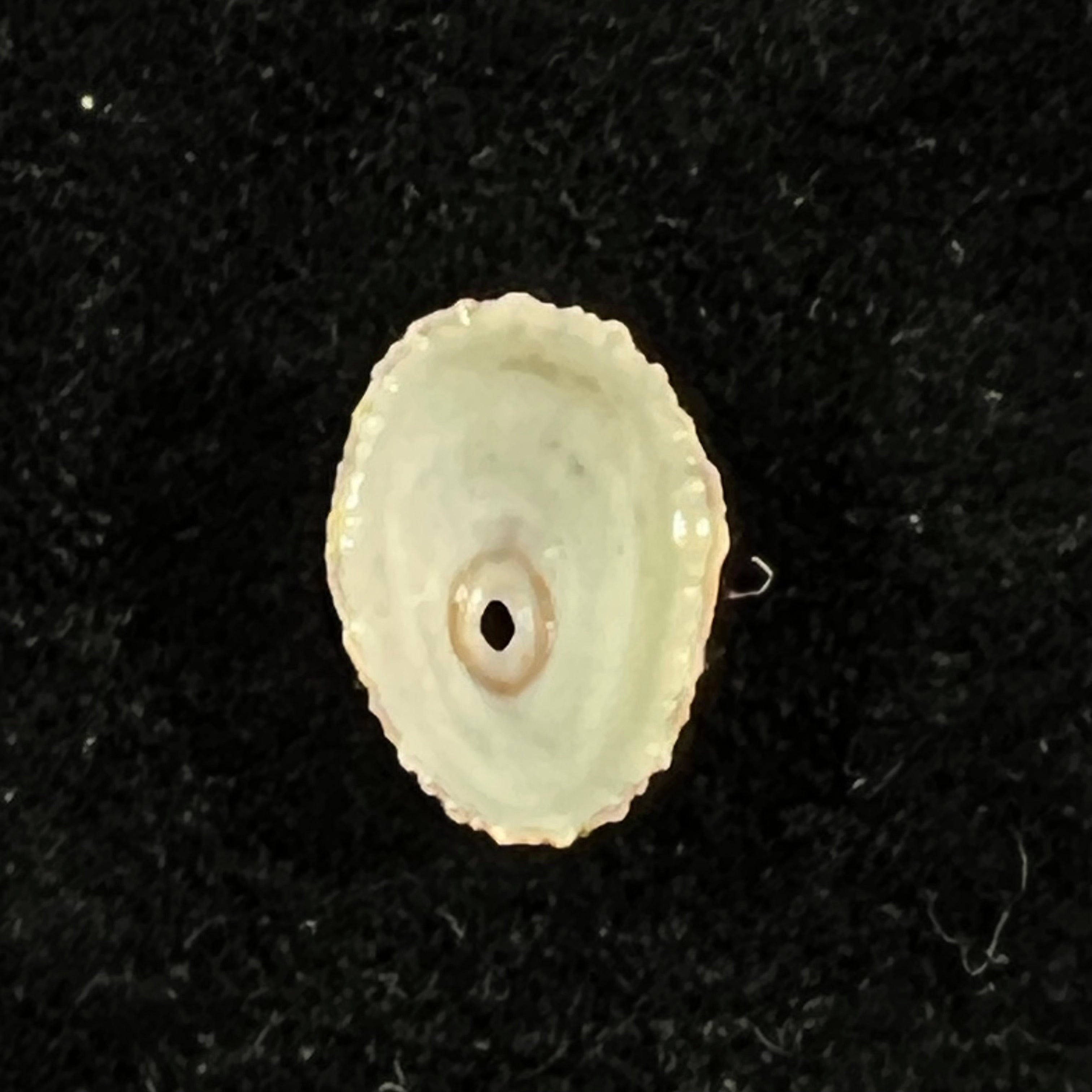 Fissurella clenchi Pérez Farfante, 1943 - 15,1mm
