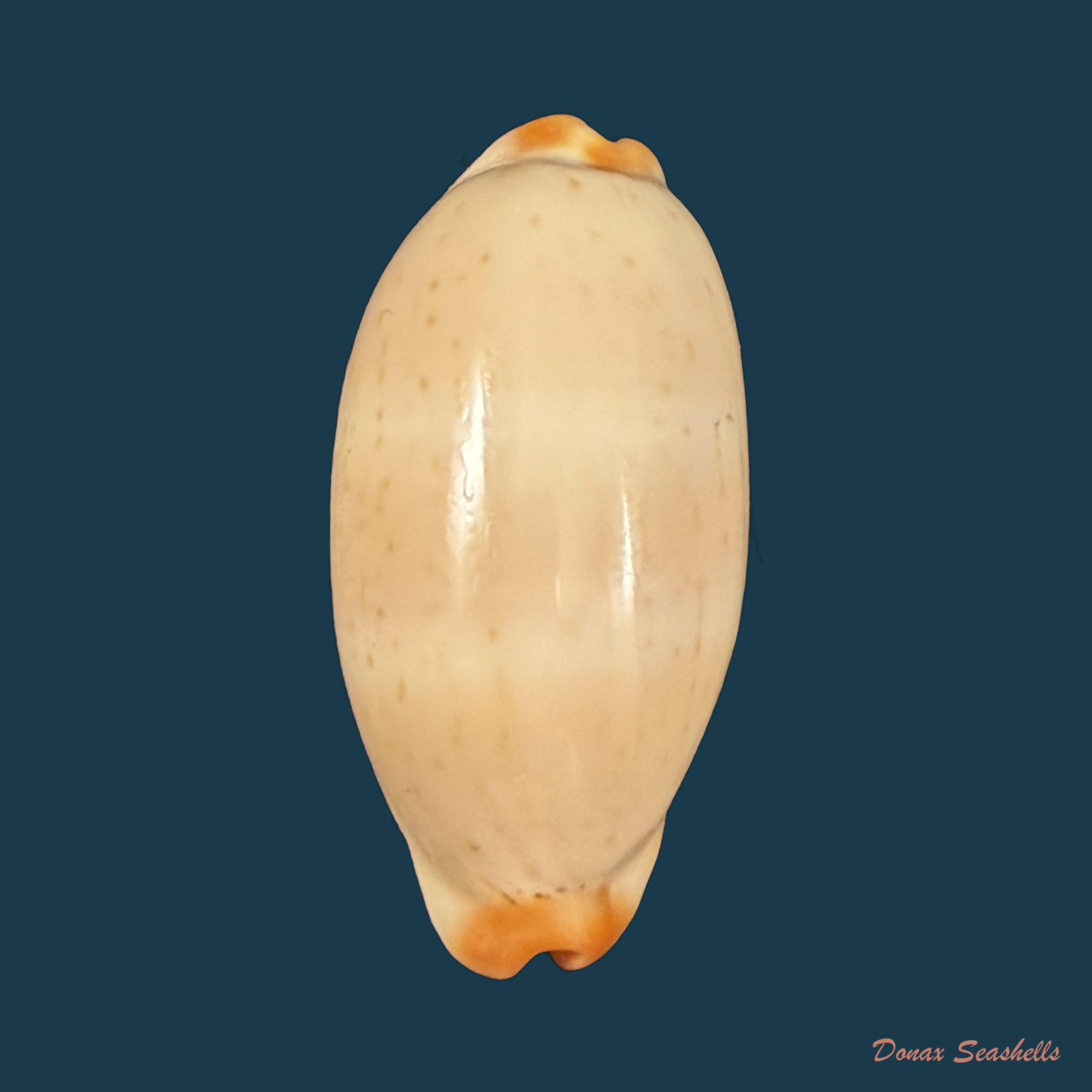 Luria isabellamexicana (Stearns, 1893) - 33,3mm