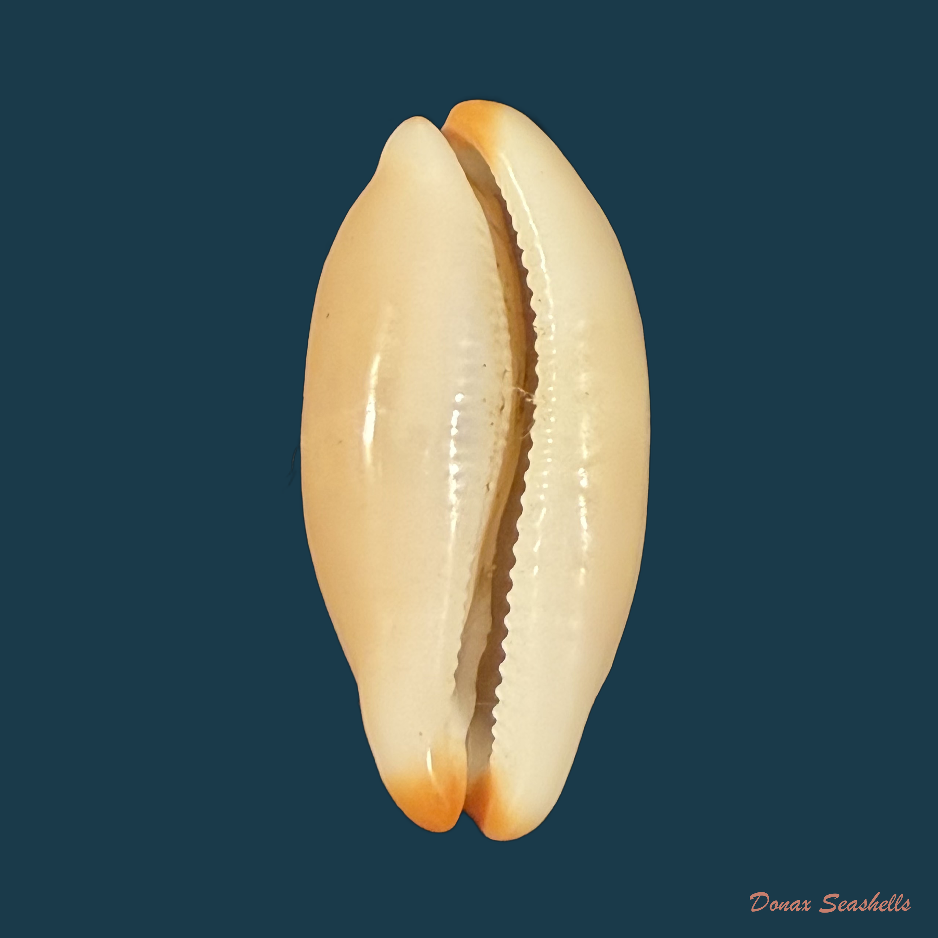 Luria isabellamexicana (Stearns, 1893) - 33,3mm