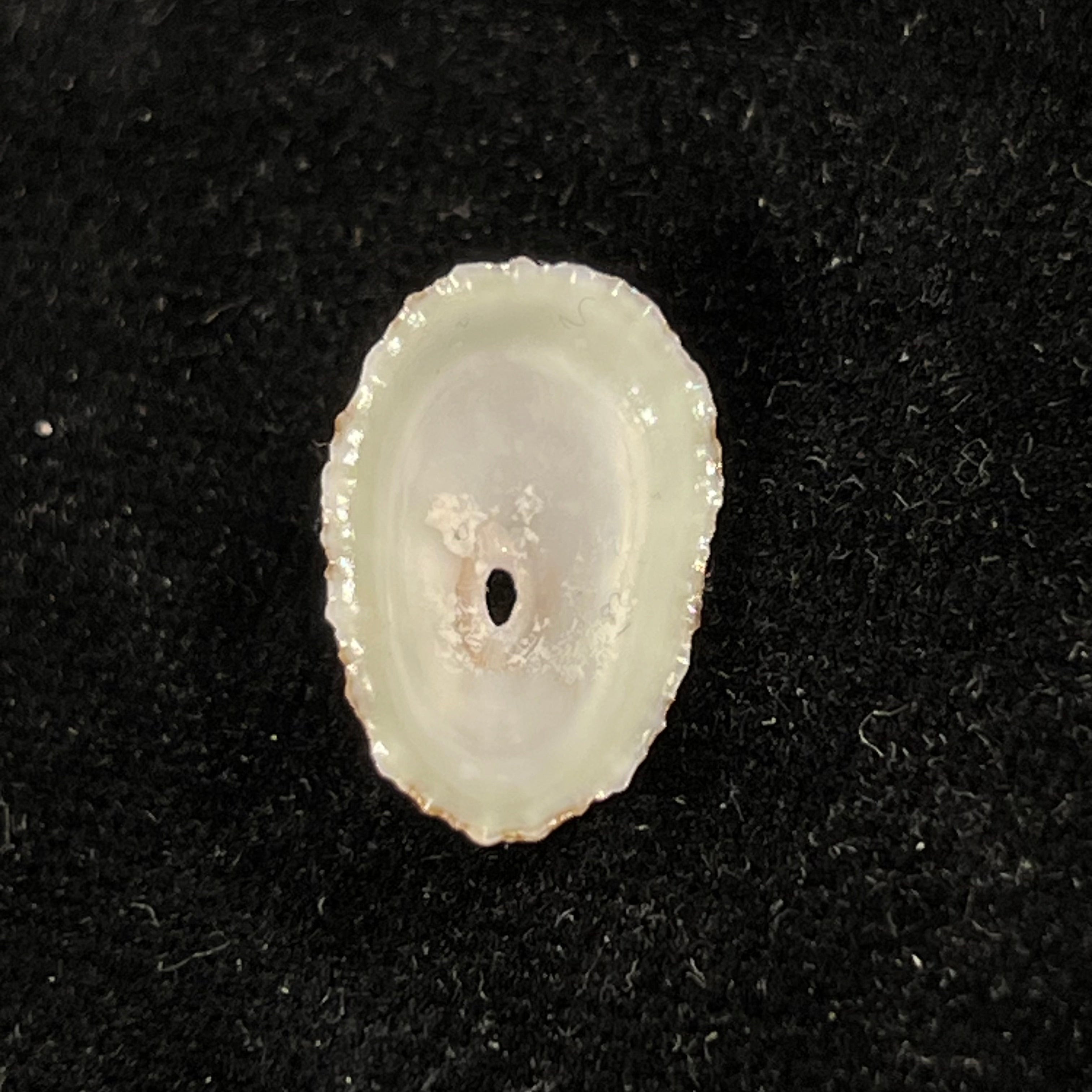 Fissurella clenchi Pérez Farfante, 1943 - 17,8mm