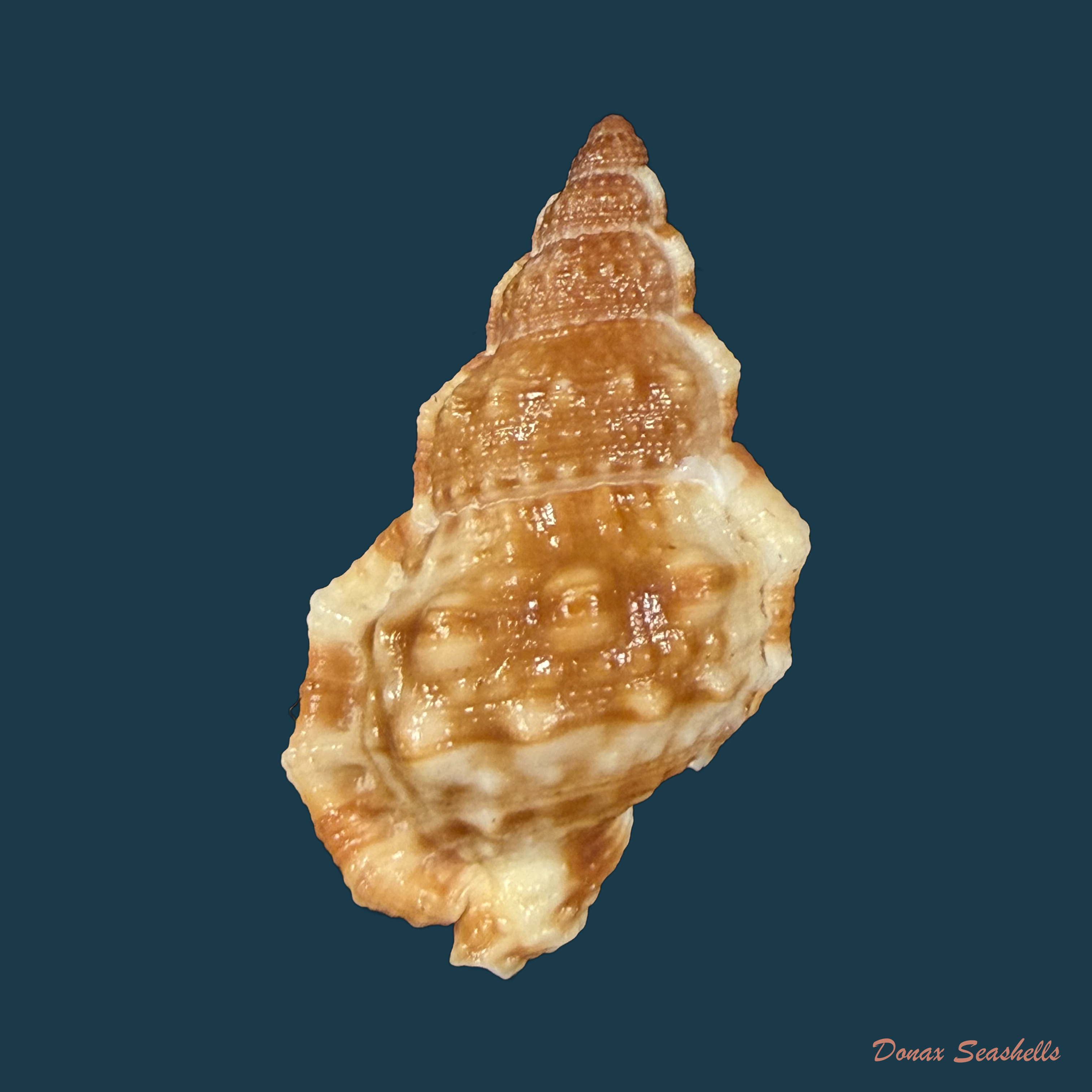Dulcerana granularis (Röding, 1798) - 31,5mm