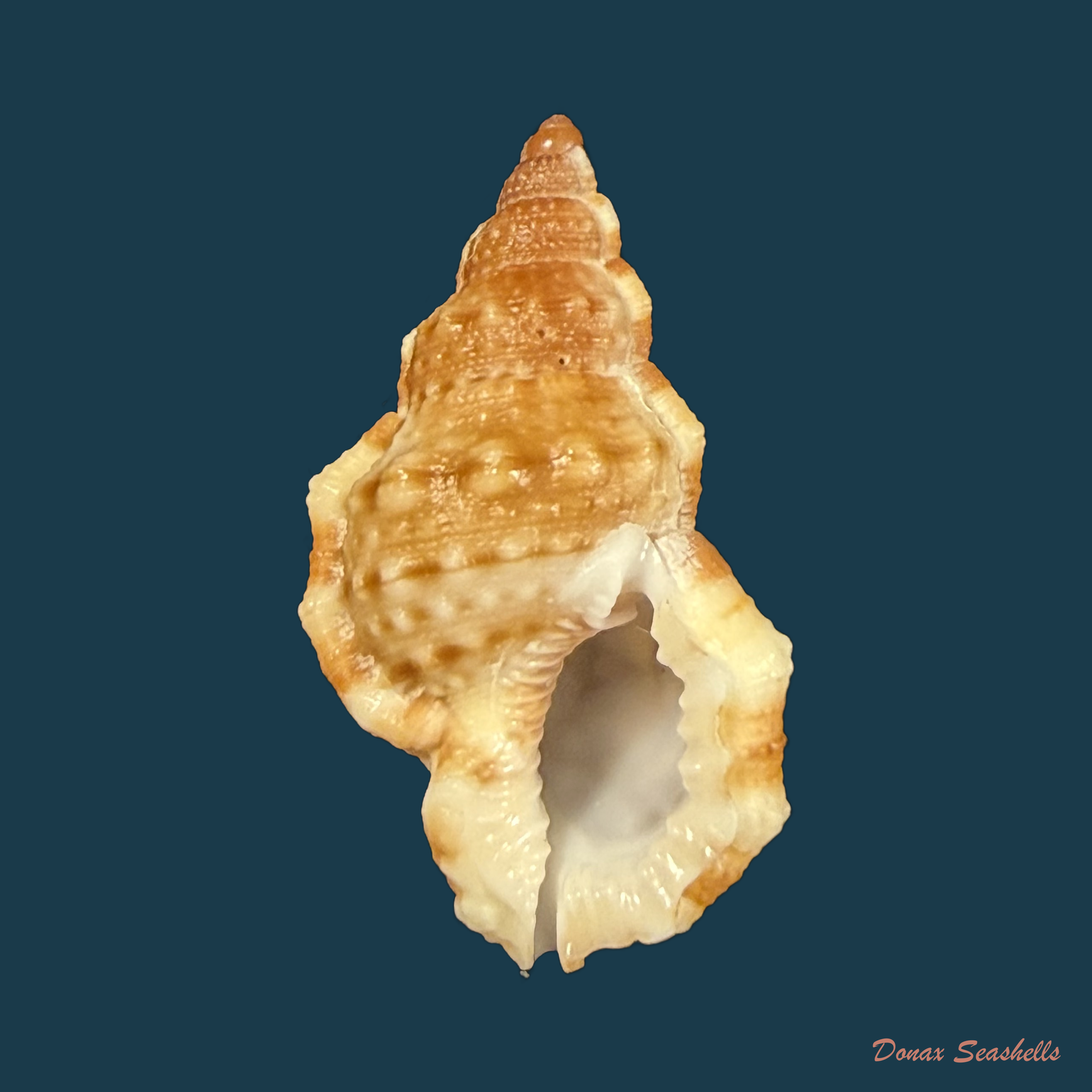 Dulcerana granularis (Röding, 1798) - 31,5mm