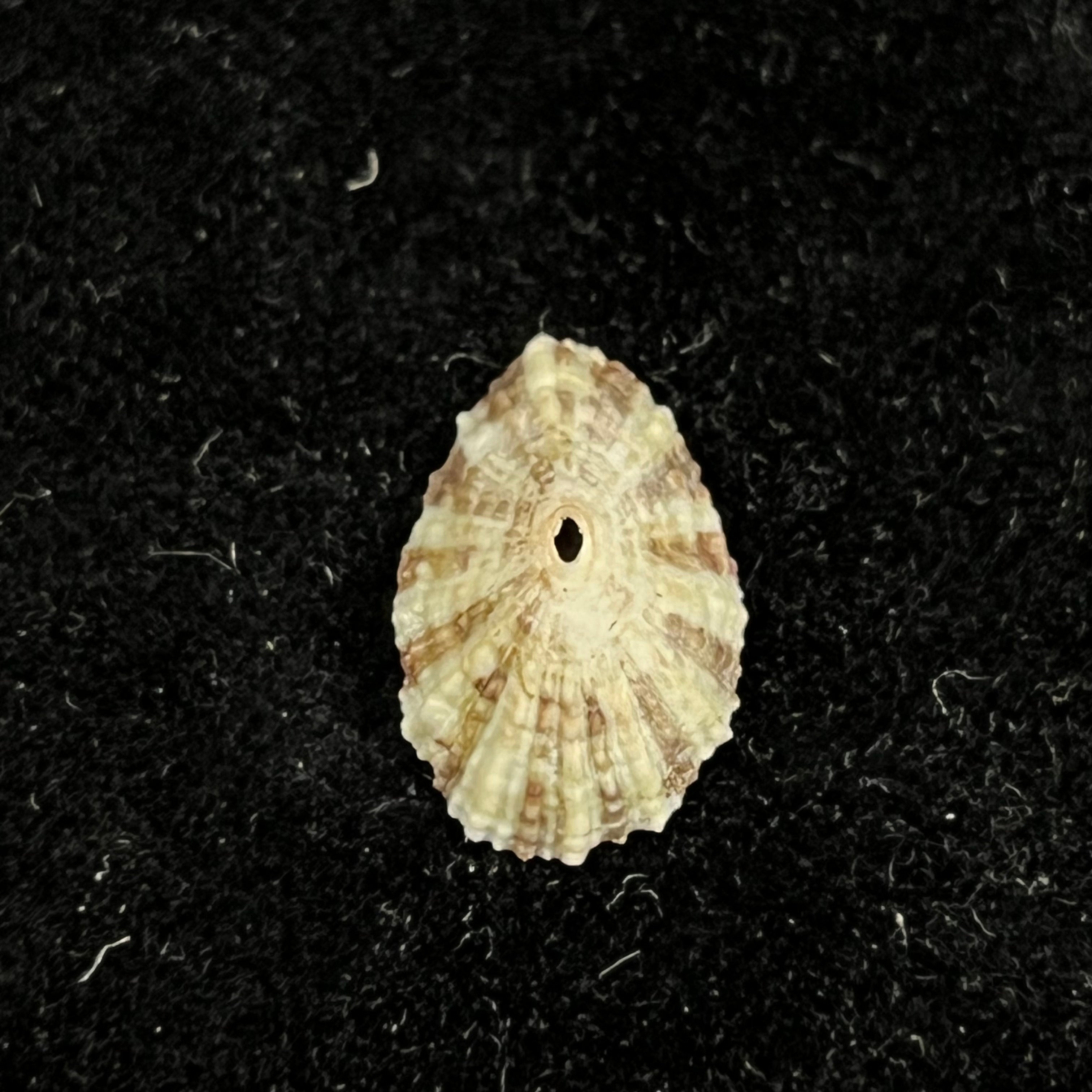 Fissurella clenchi Pérez Farfante, 1943 - 15,5mm