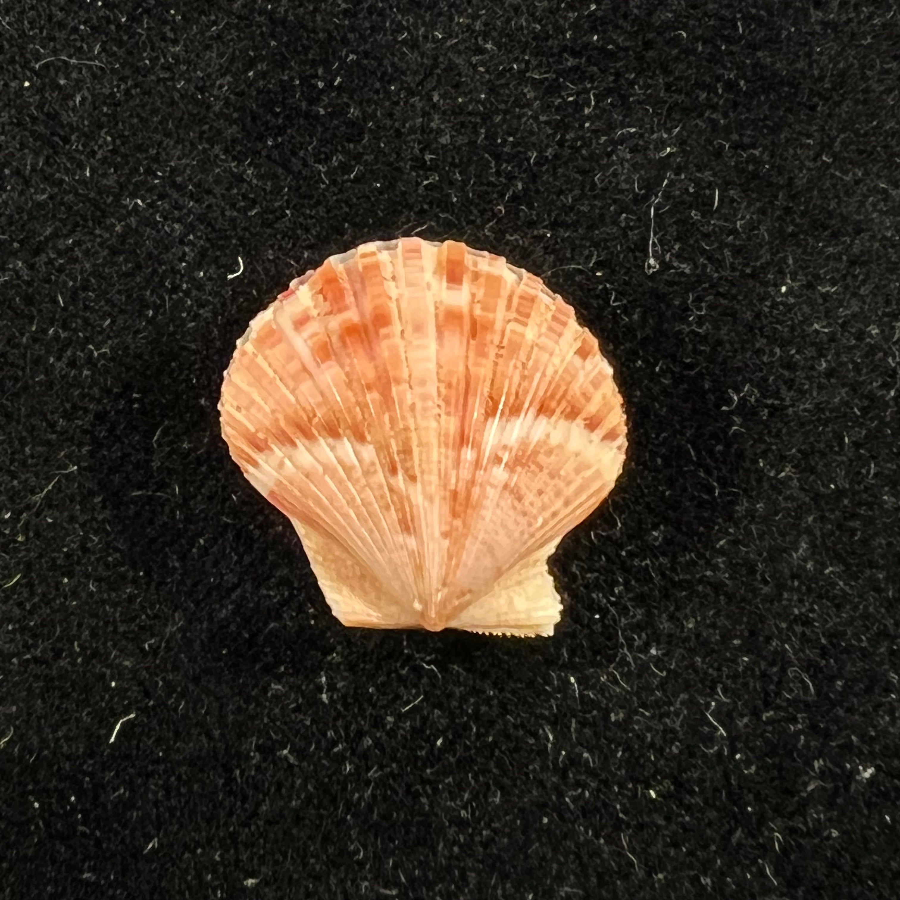 Perapecten commutatus (Monterosato, 1875) - 18,9mm