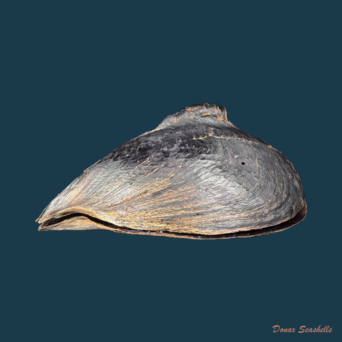 Atrina vexillum (Born, 1778) - 229,1mm