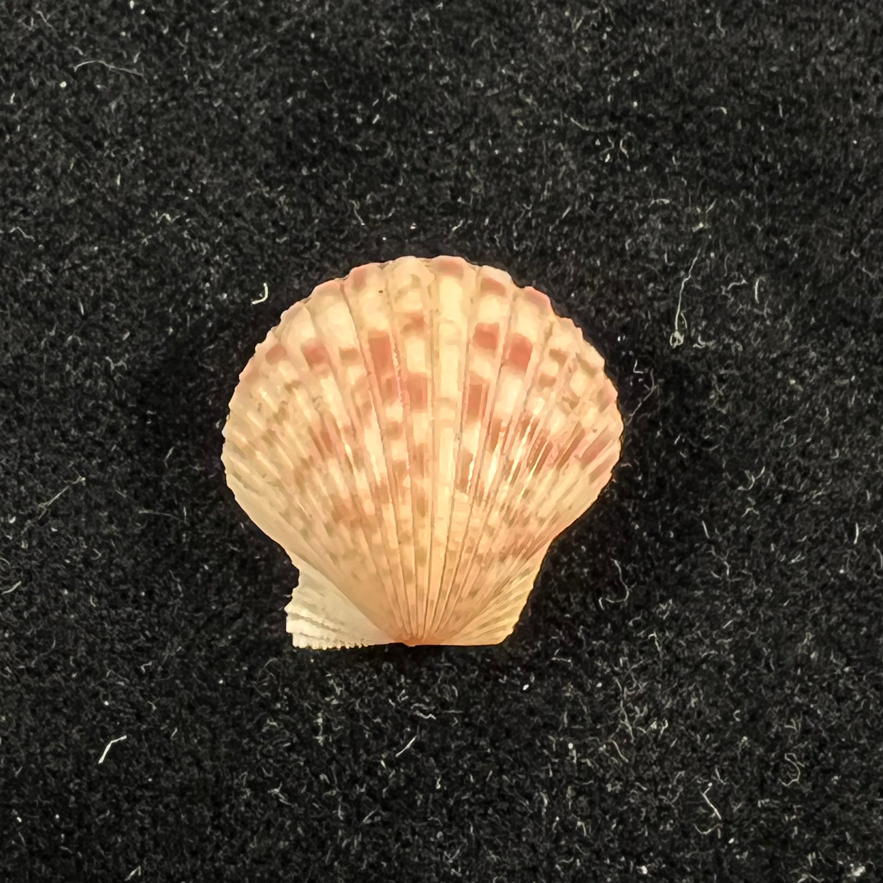 Perapecten commutatus (Monterosato, 1875) - 18,9mm