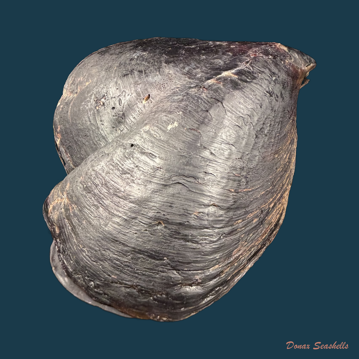 Atrina vexillum (Born, 1778) - 229,1mm