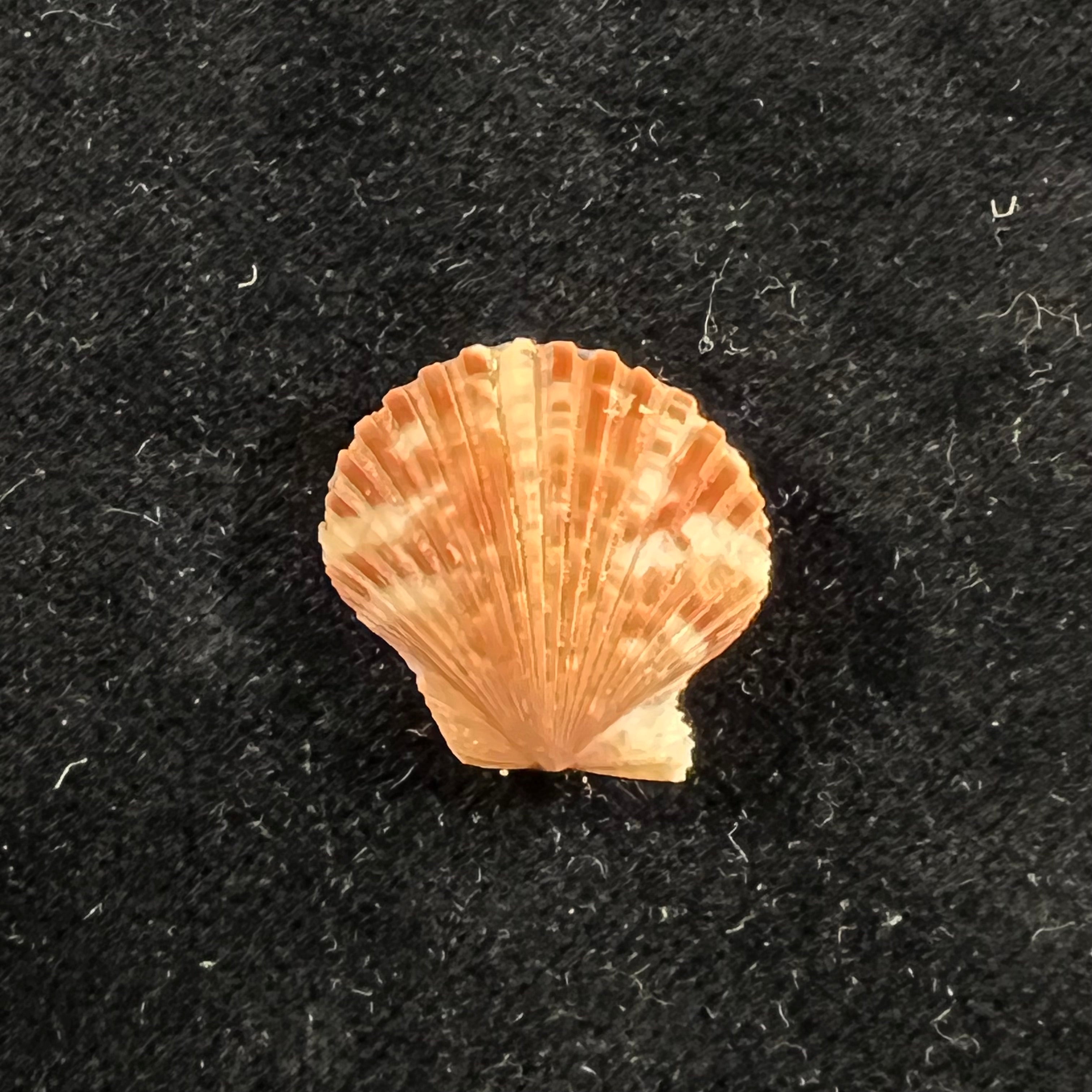 Perapecten commutatus (Monterosato, 1875) - 18,6mm